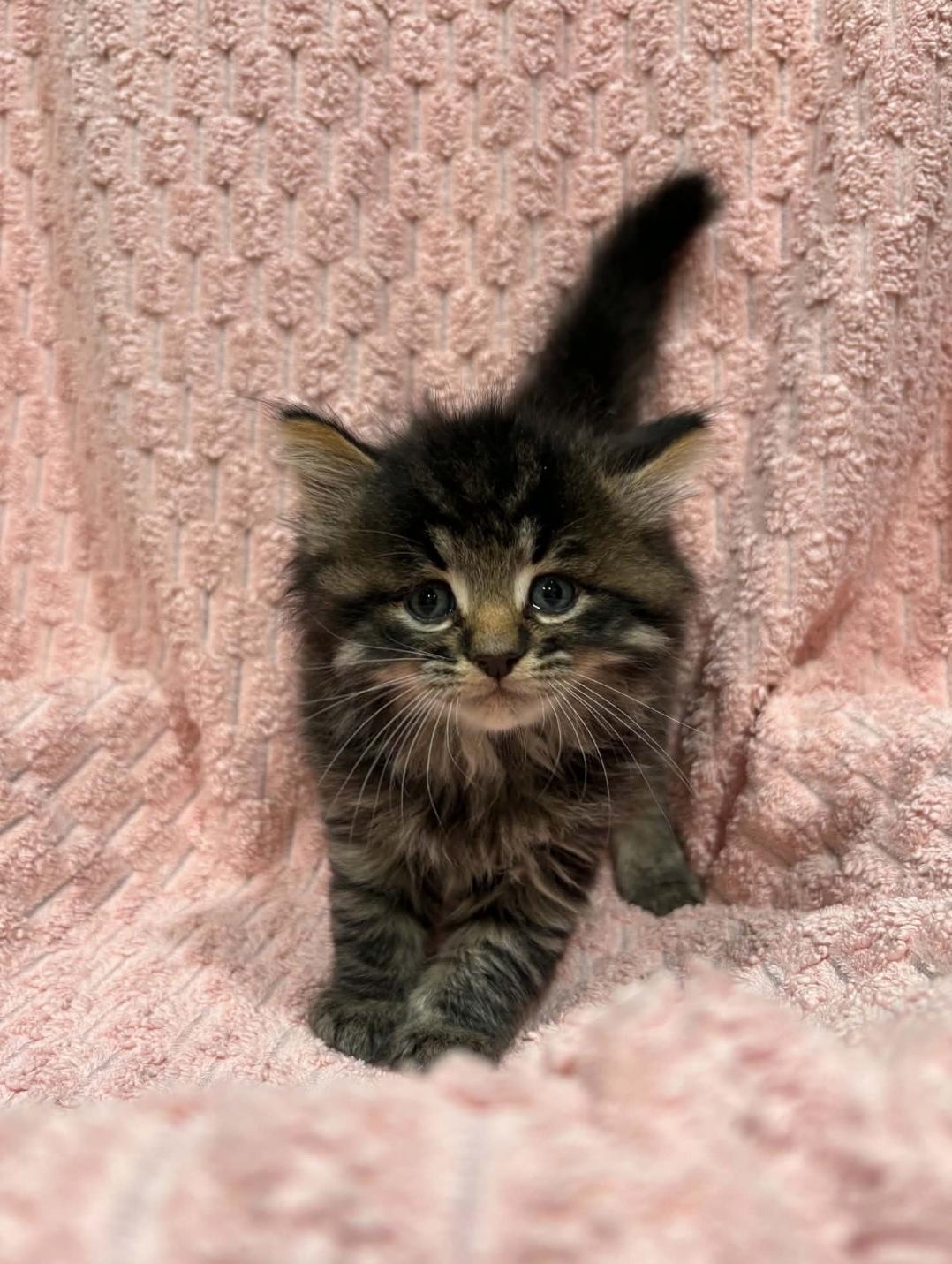 Enlarge BLACKBERRY (bonded with STRAWBERRY), a Adoptable Domestic Short Hair in Tillsonburg, ON image 3/5