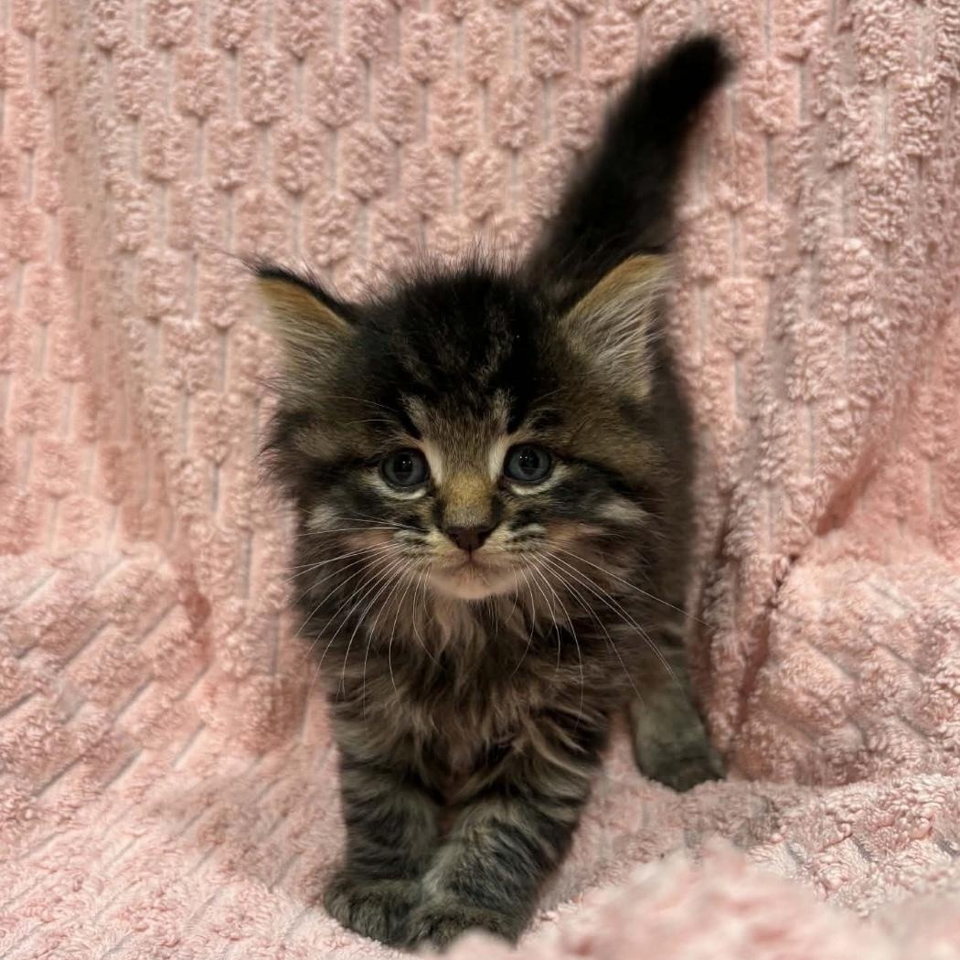 Enlarge BLACKBERRY (bonded with STRAWBERRY), a Adoptable Domestic Short Hair in Tillsonburg, ON image 1/5
