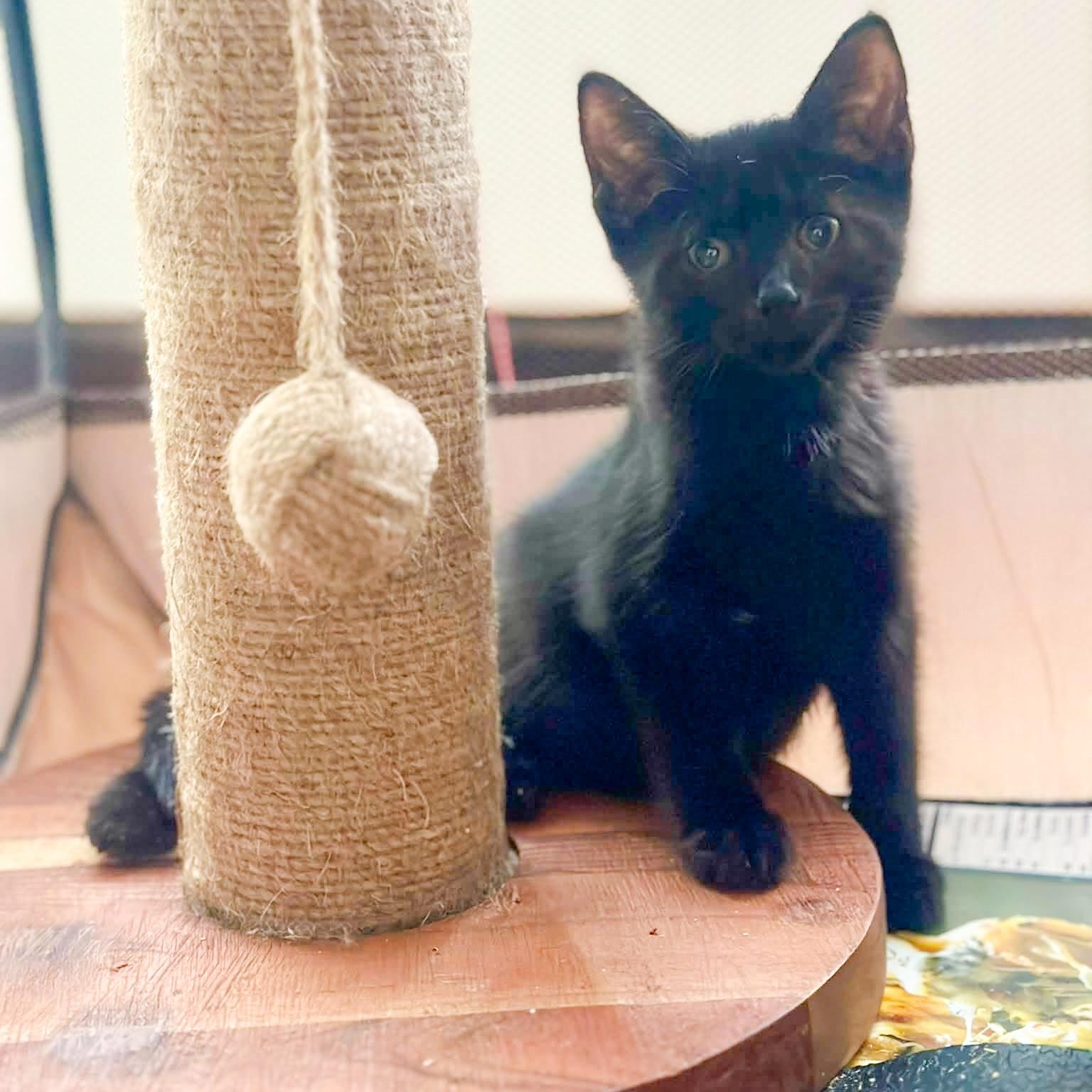 Dolly, Adopted, Kitten Female Bombay & Domestic Short Hair.