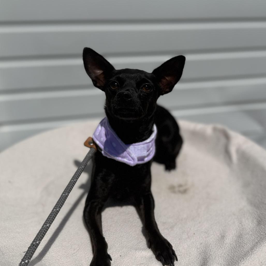 Jess, Adoptable, Adult Female Chihuahua.