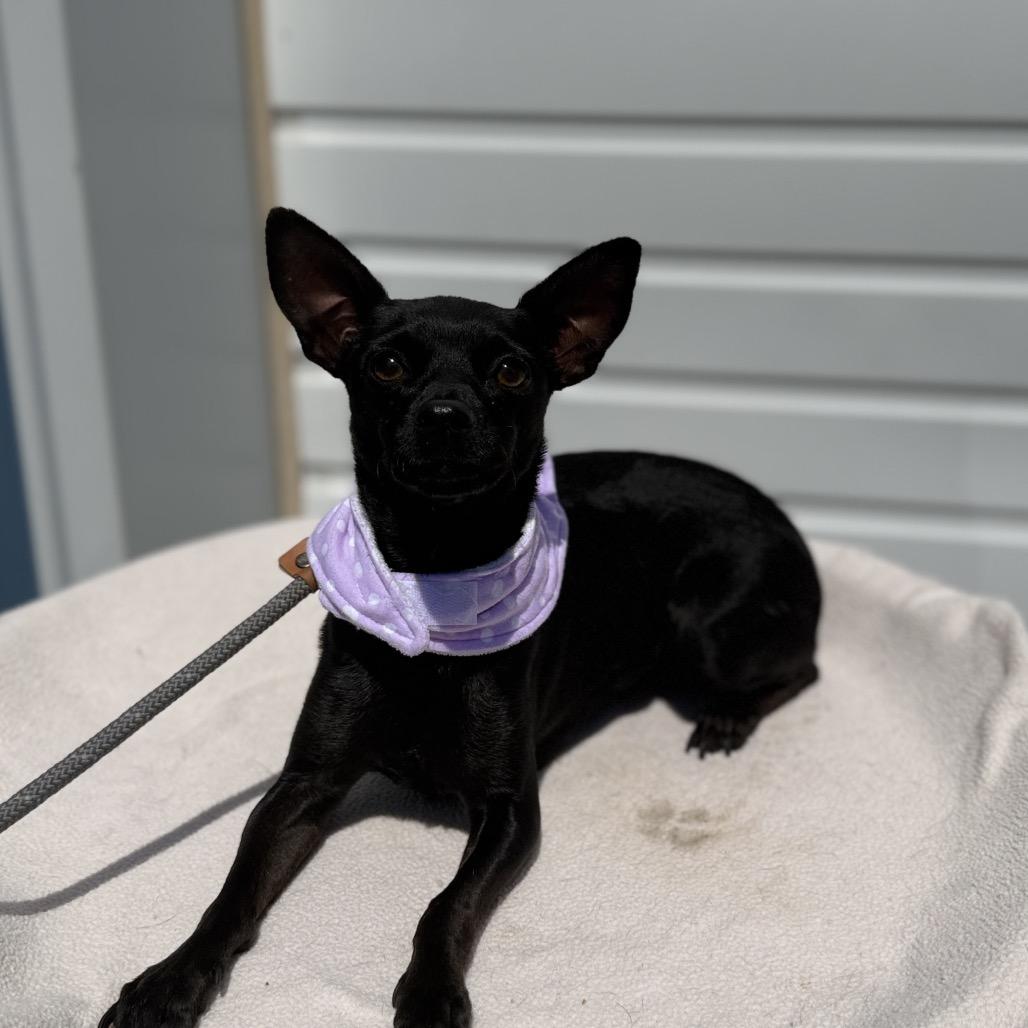 Jess, a Adoptable Chihuahua in Newberg, OR image 2/5