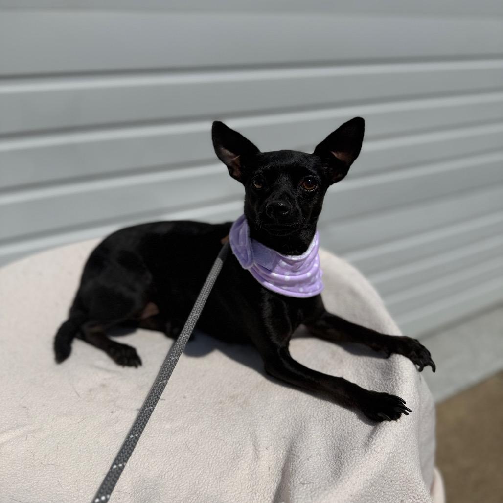 Jess, a Adoptable Chihuahua in Newberg, OR image 3/5