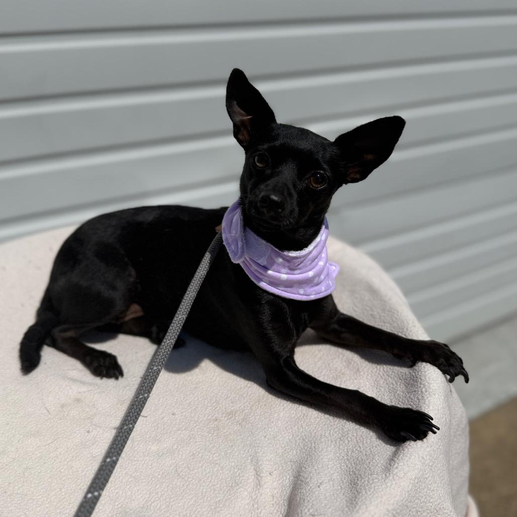 Jess, a Adoptable Chihuahua in Newberg, OR image 4/5