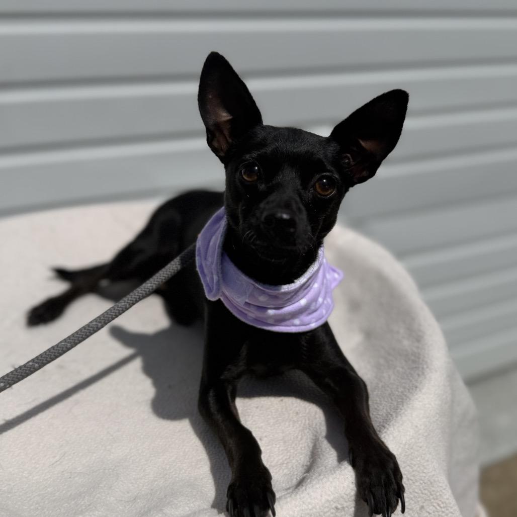 Jess, a Adoptable Chihuahua in Newberg, OR image 5/5