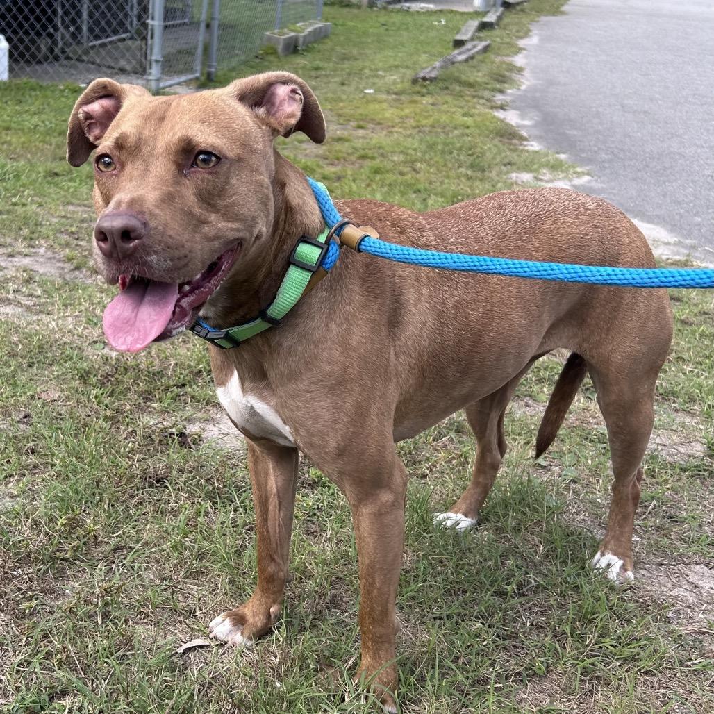 Brandy, Adoptable, Adult Female Pit Bull Terrier & Mixed Breed.