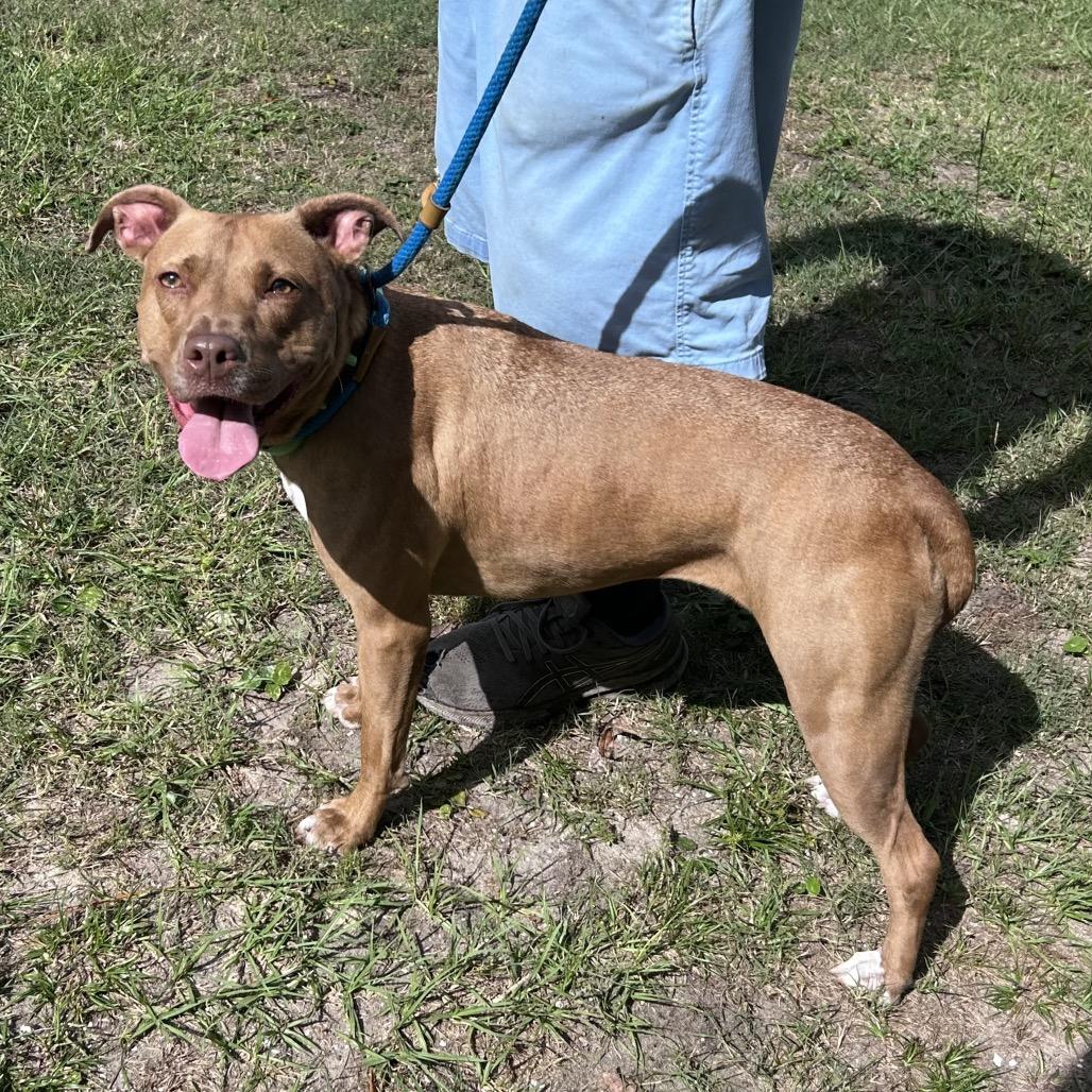 Enlarge Brandy, a Adoptable mixed breed in Newport, NC image 3/6