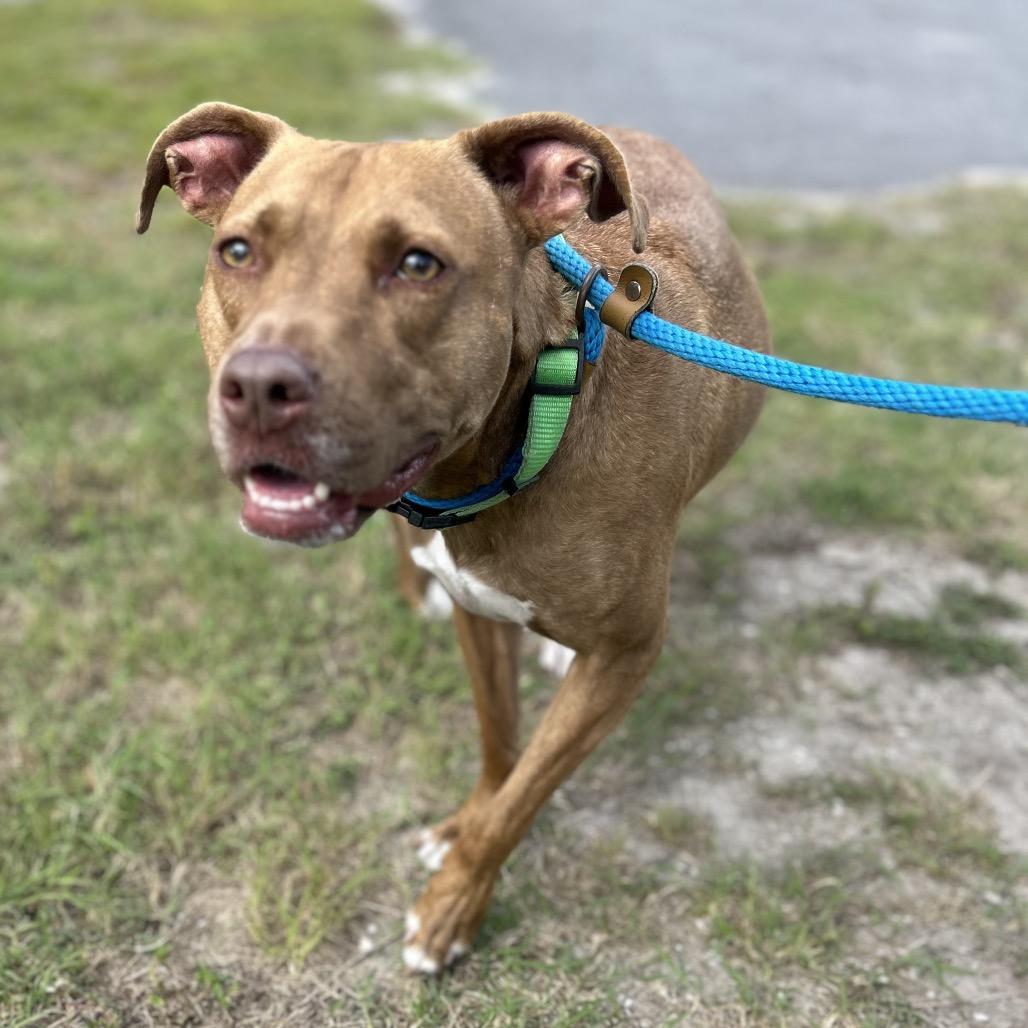 Enlarge Brandy, a Adoptable mixed breed in Newport, NC image 4/6
