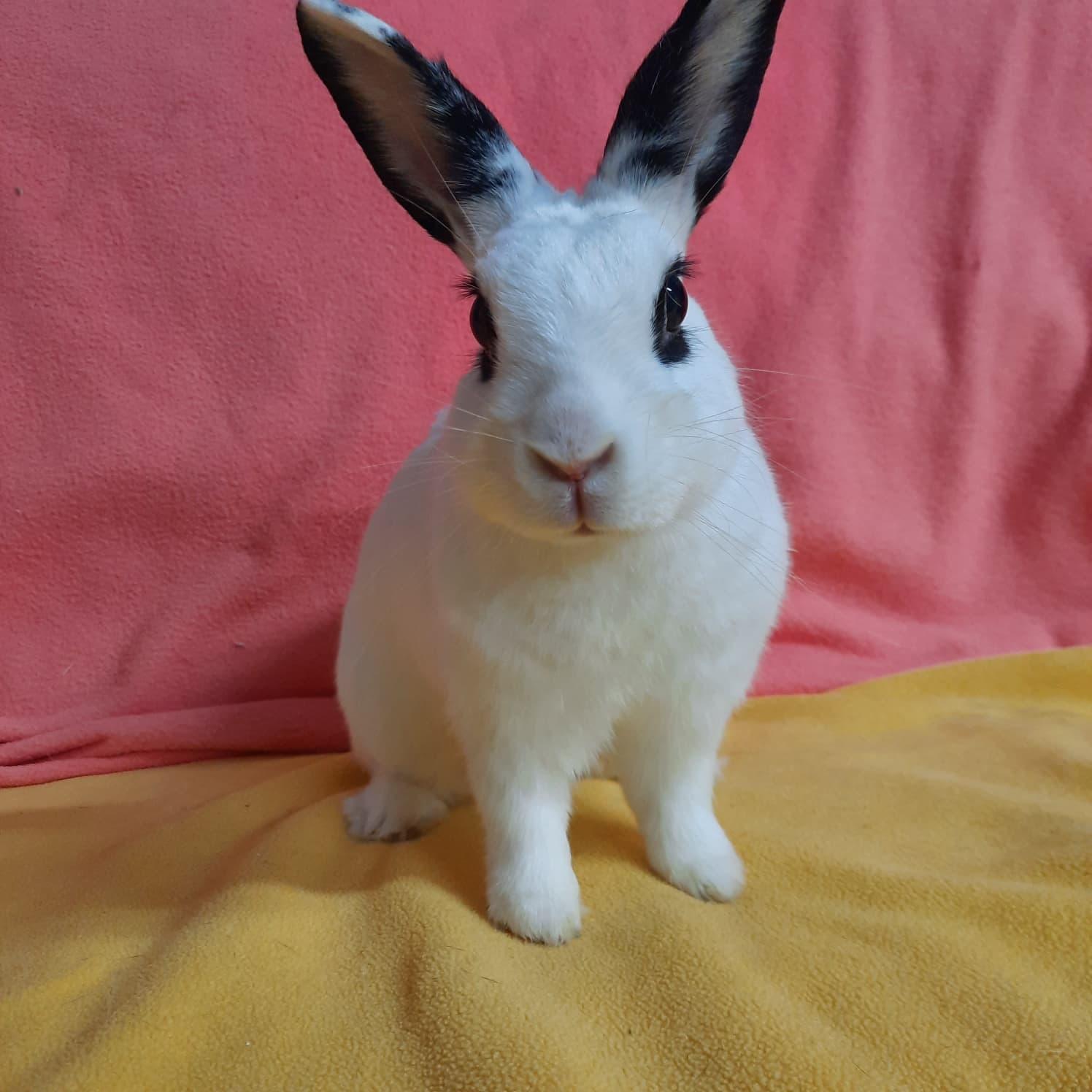 Lola, Adopted, Adult Female Hotot.
