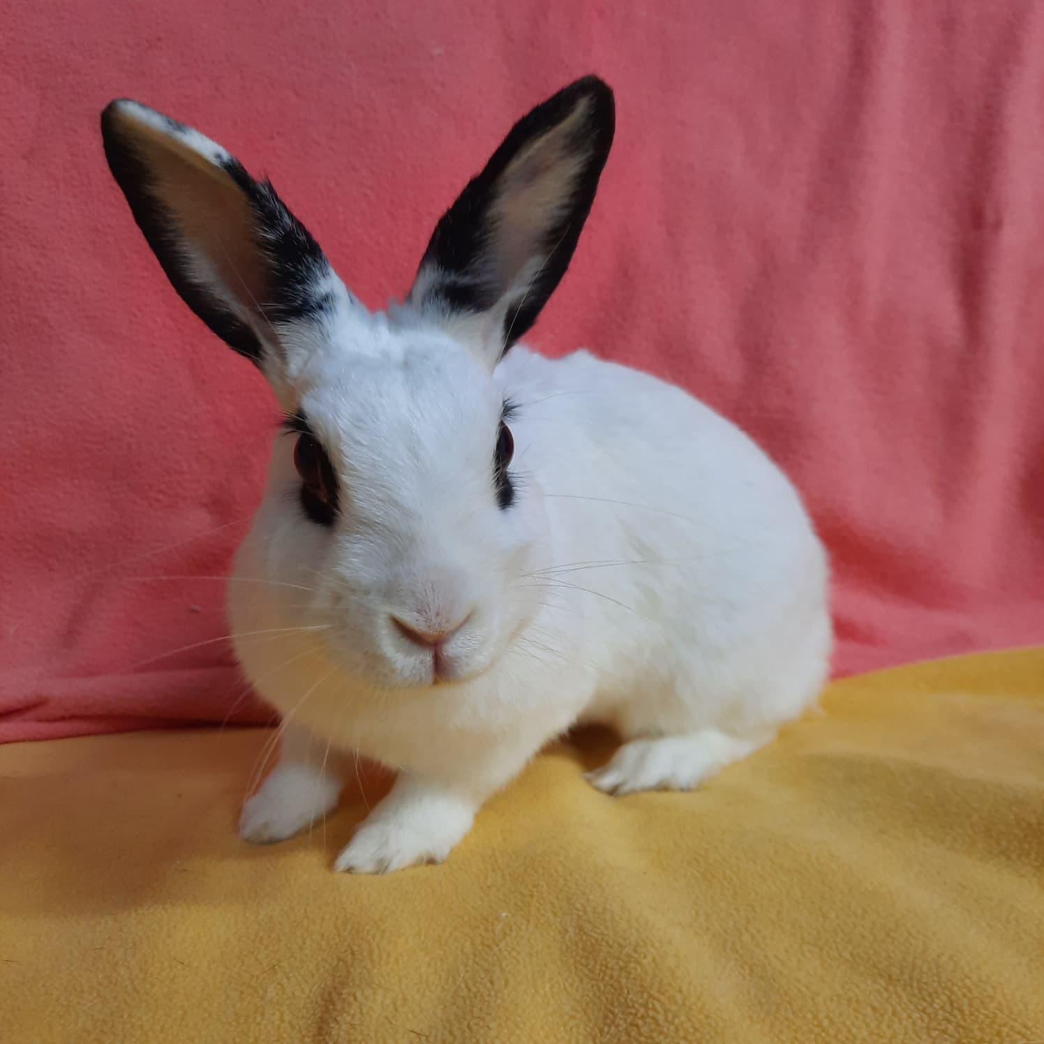Enlarge Lola, a Adopted Hotot in Montclair, CA image 2/3