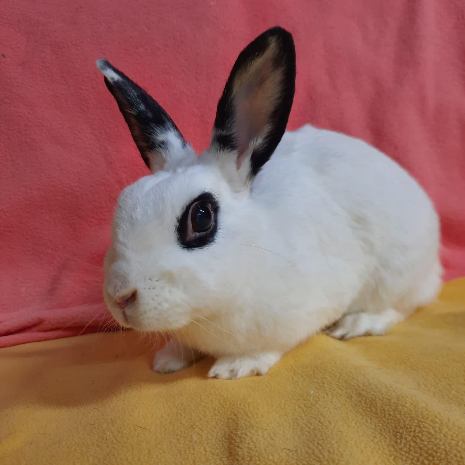 Enlarge Lola, a Adopted Hotot in Montclair, CA image 3/3