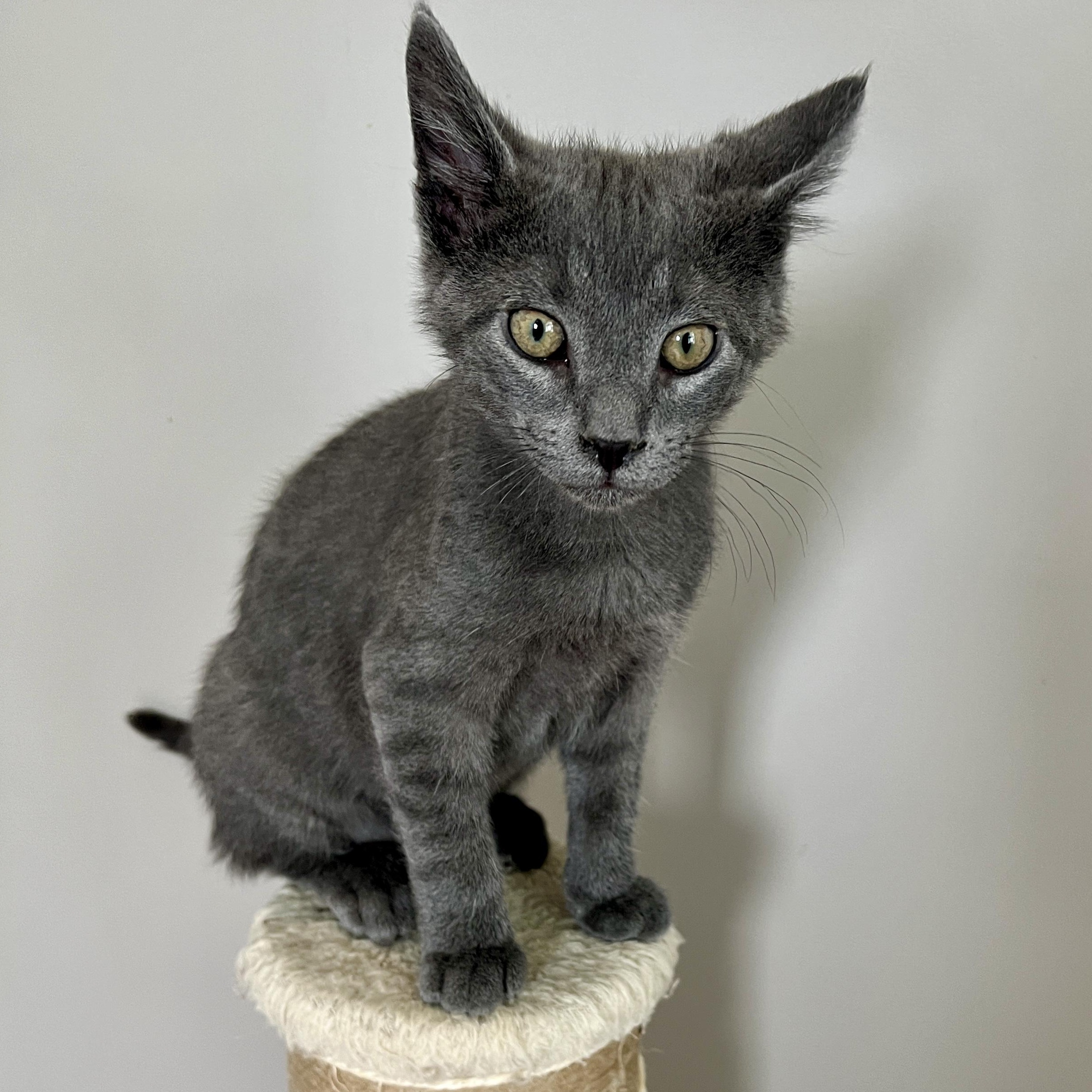 Oliver, a Adoptable Domestic Short Hair in Jamestown, ND image 3/3