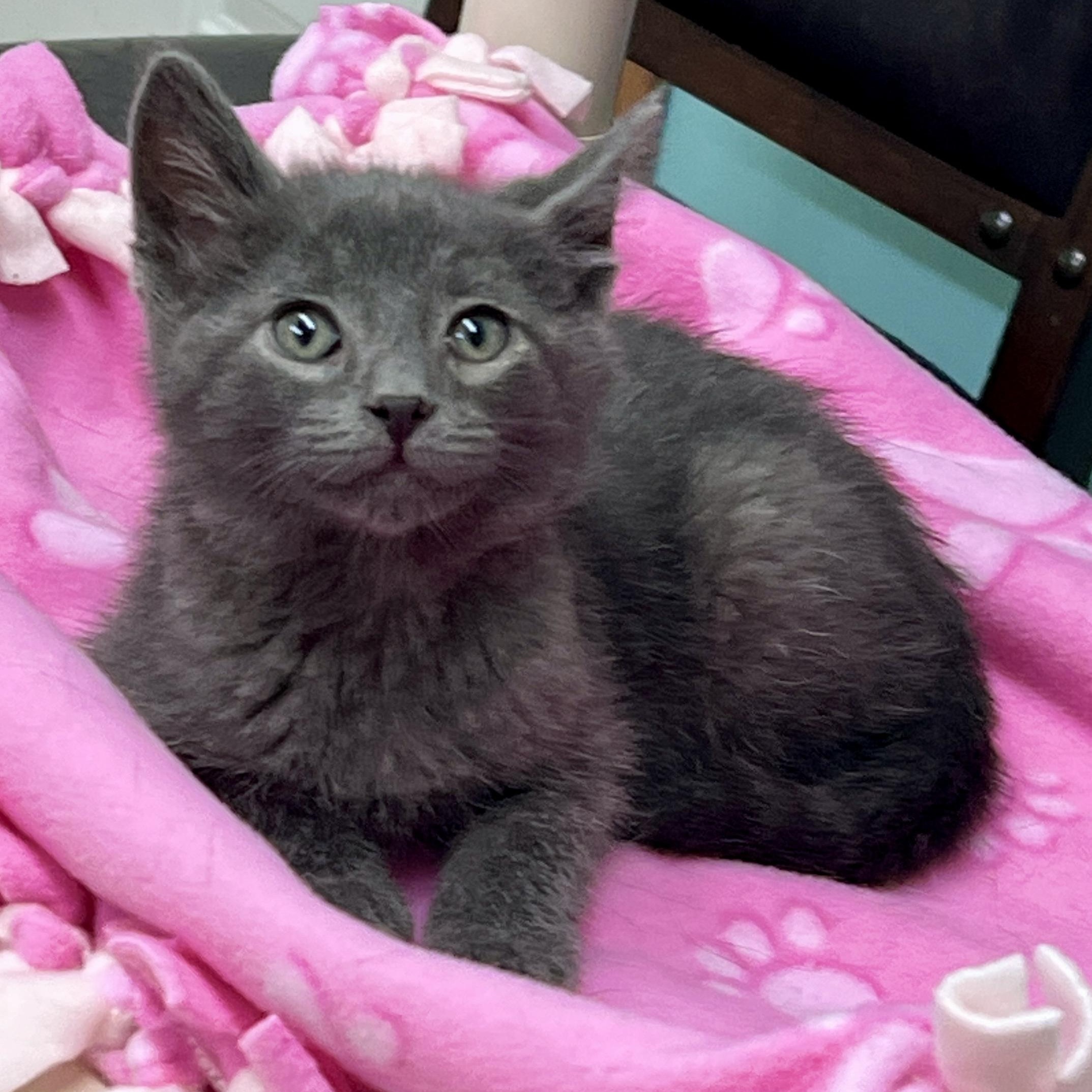 Oliver, a Adoptable Domestic Short Hair in Jamestown, ND image 2/3
