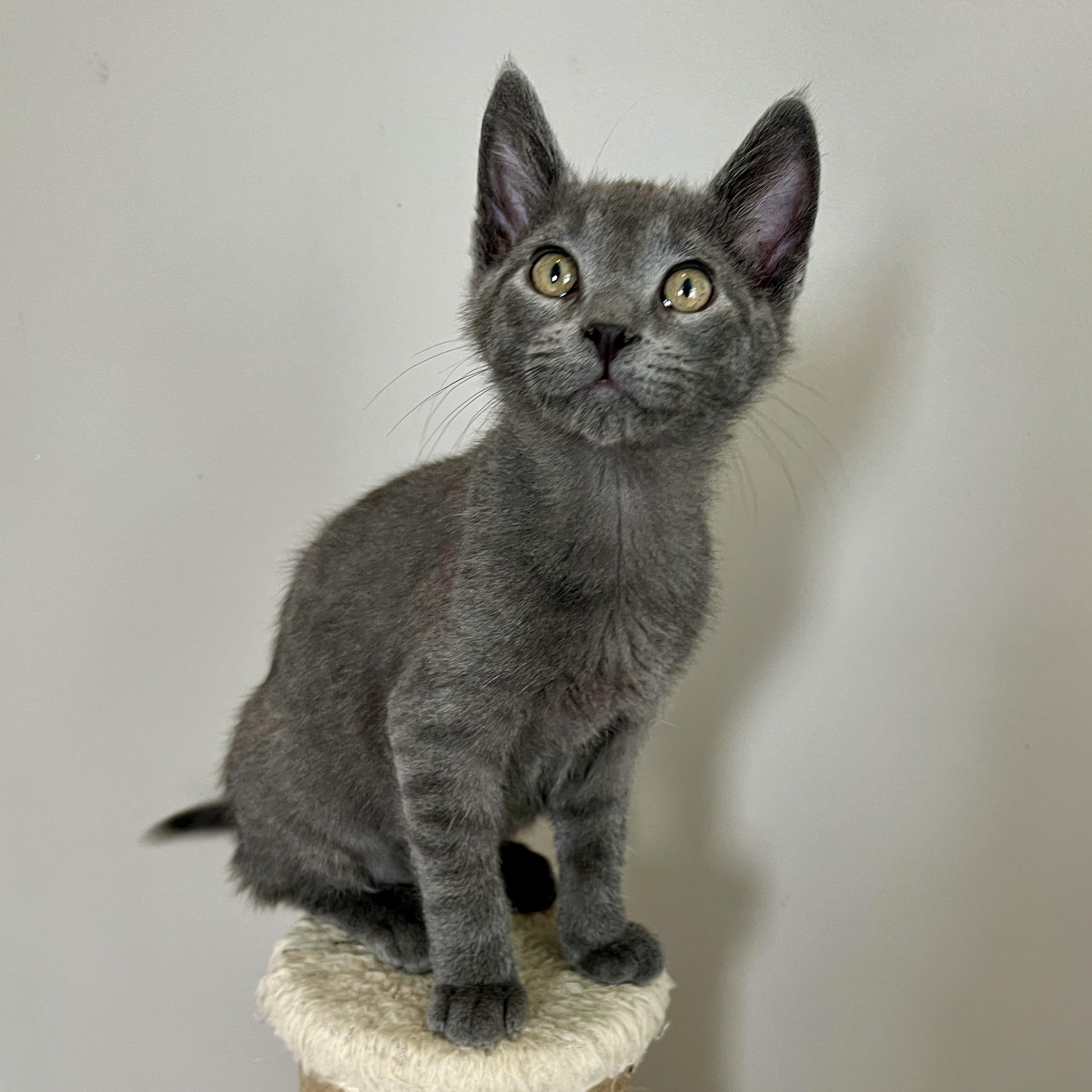 Oliver, a Adoptable Domestic Short Hair in Jamestown, ND image 1/3