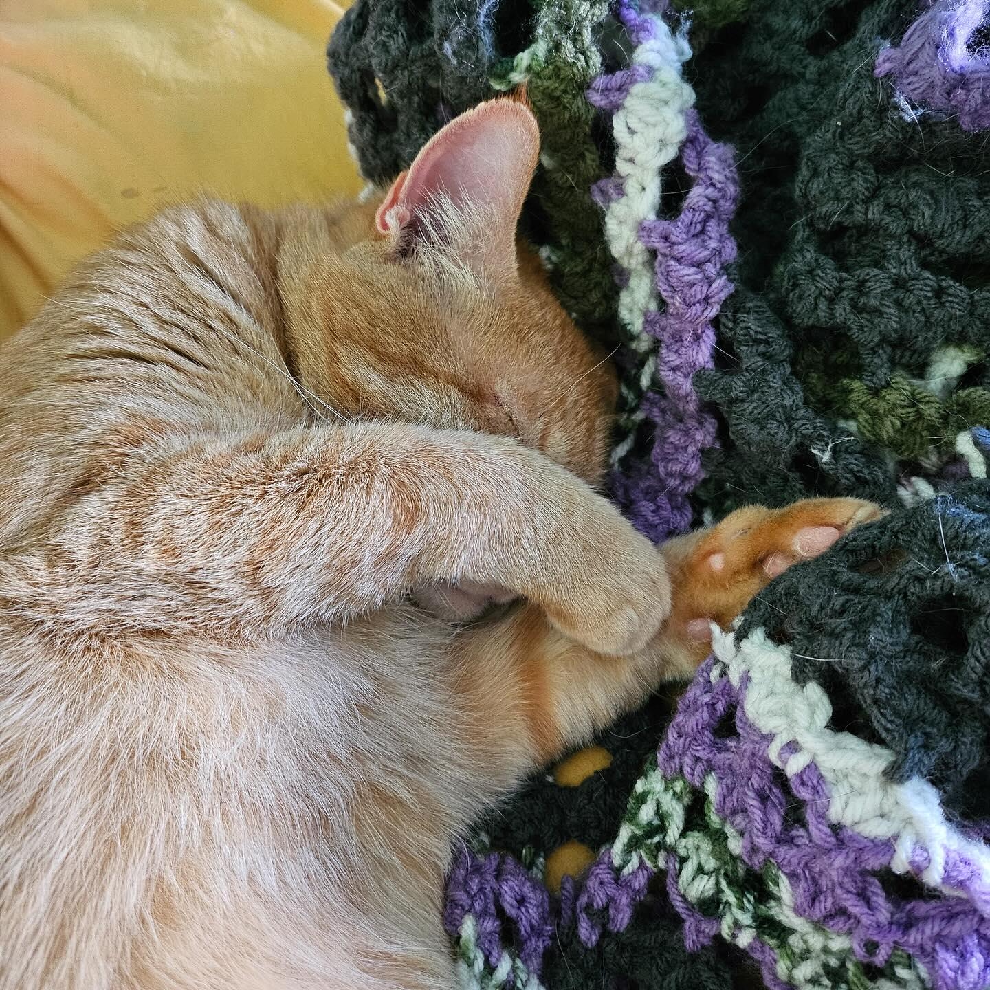 Enlarge Colby Jack, a Adoptable Domestic Short Hair in Philadelphia, PA image 2/5