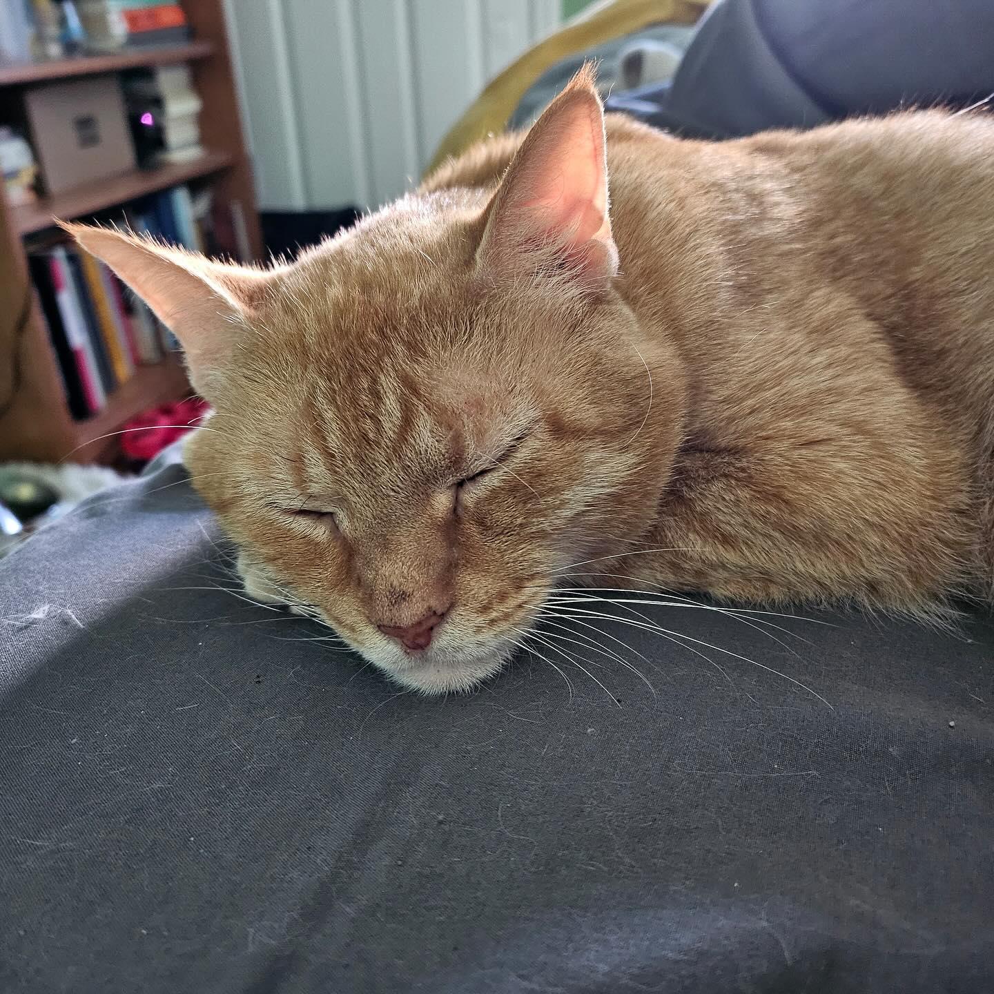 Enlarge Colby Jack, a Adoptable Domestic Short Hair in Philadelphia, PA image 3/5