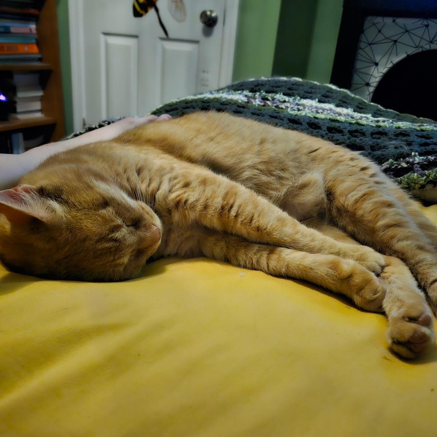 Enlarge Colby Jack, a Adoptable Domestic Short Hair in Philadelphia, PA image 4/5