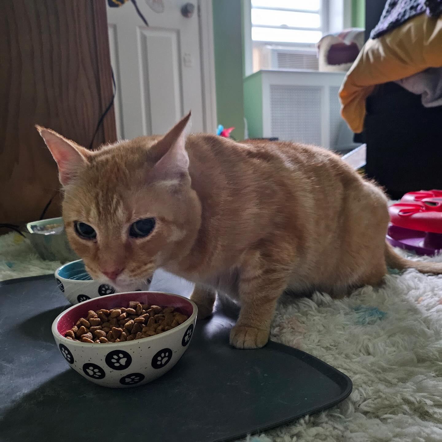 Enlarge Colby Jack, a Adoptable Domestic Short Hair in Philadelphia, PA image 5/5