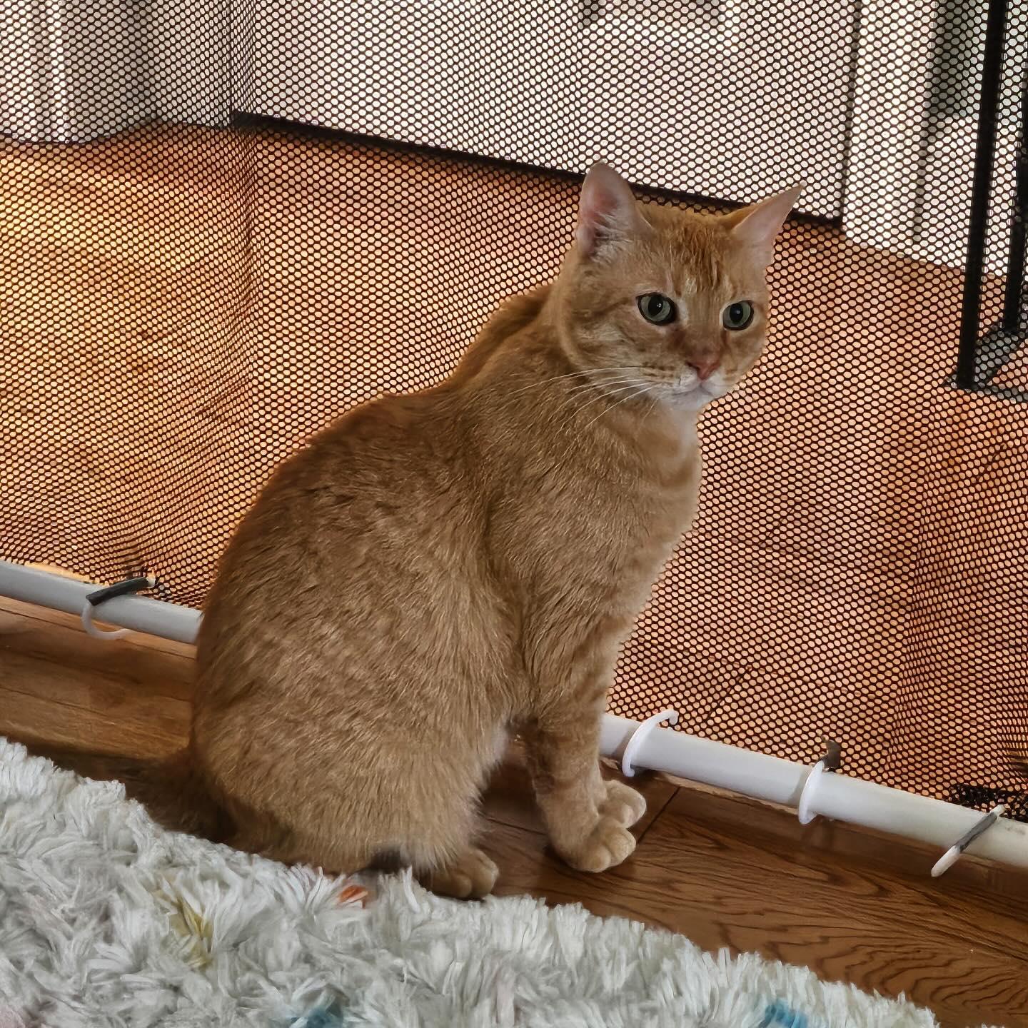 Colby Jack, Adoptable, Adult Male Domestic Short Hair.