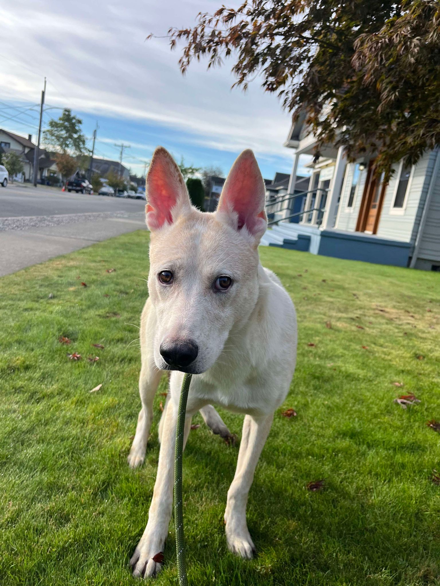 Oliver, Young Male Australian Cattle Dog / Blue Heeler