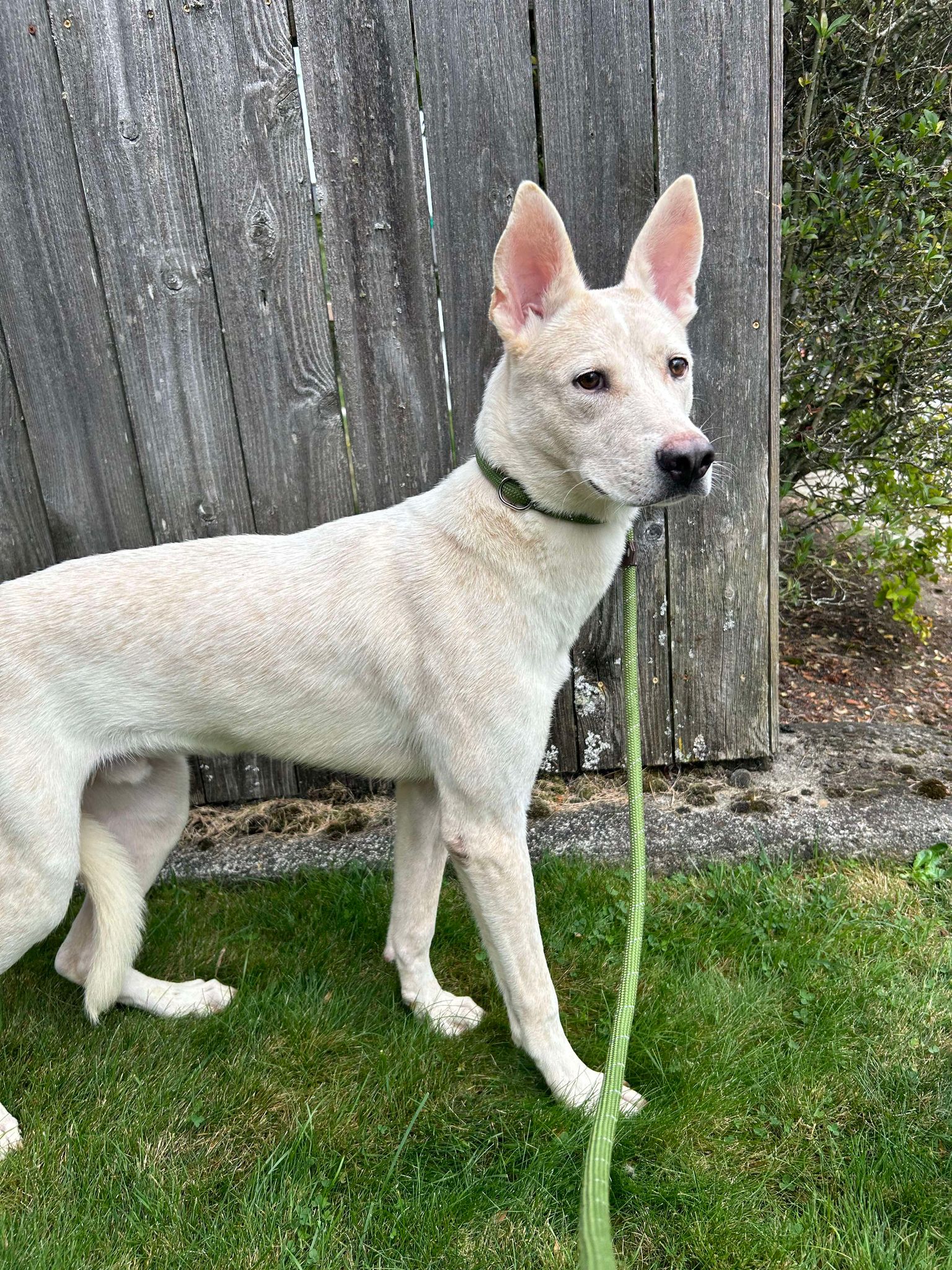 Enlarge Oliver, a Adoptable mixed breed in Tacoma, WA image 1/4