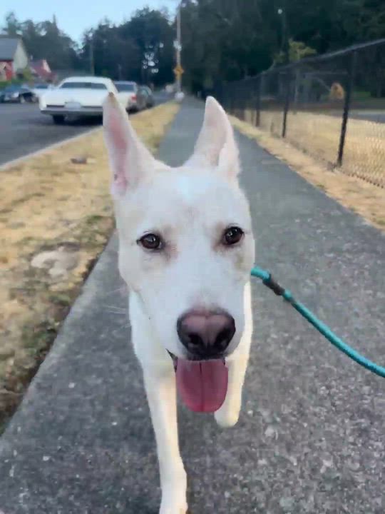 Enlarge Oliver, a Adoptable mixed breed in Tacoma, WA video 4/4