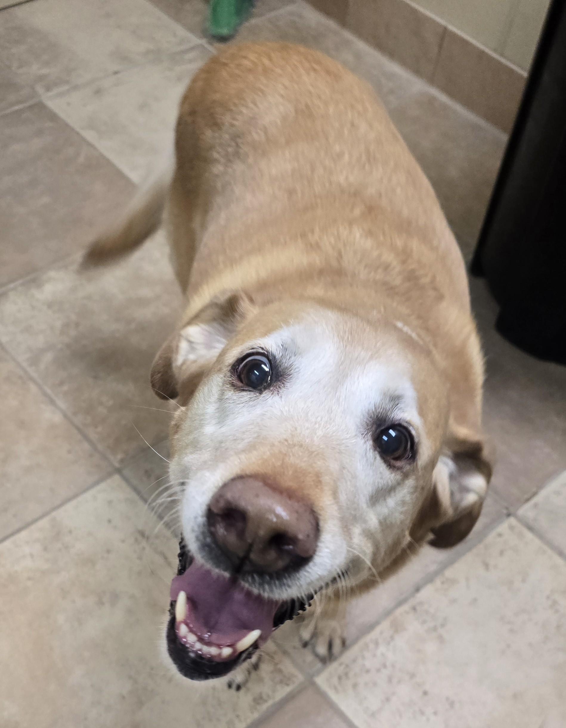 Chloe, adopted, Senior Female Yellow Labrador Retriever.