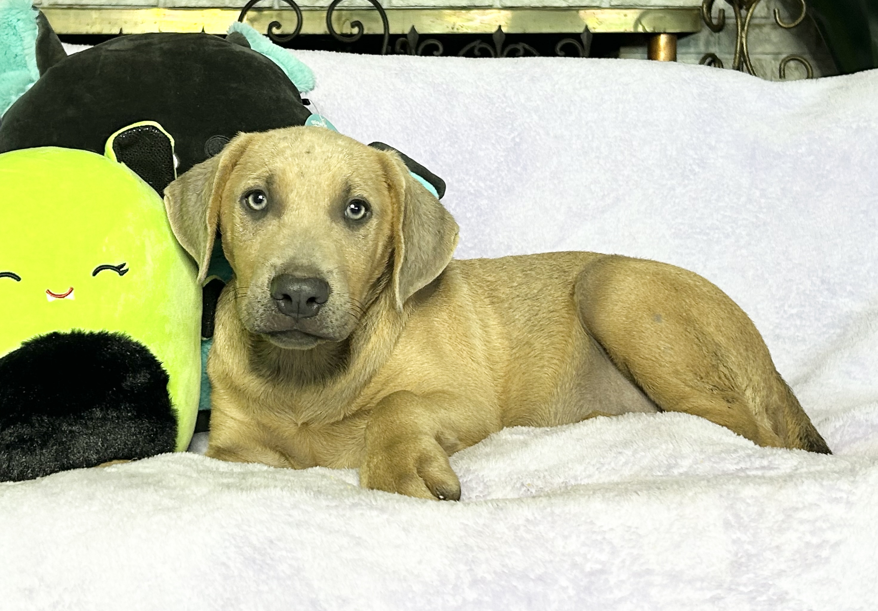 Dog for adoption sweet Johnny, a Yellow Labrador Retriever