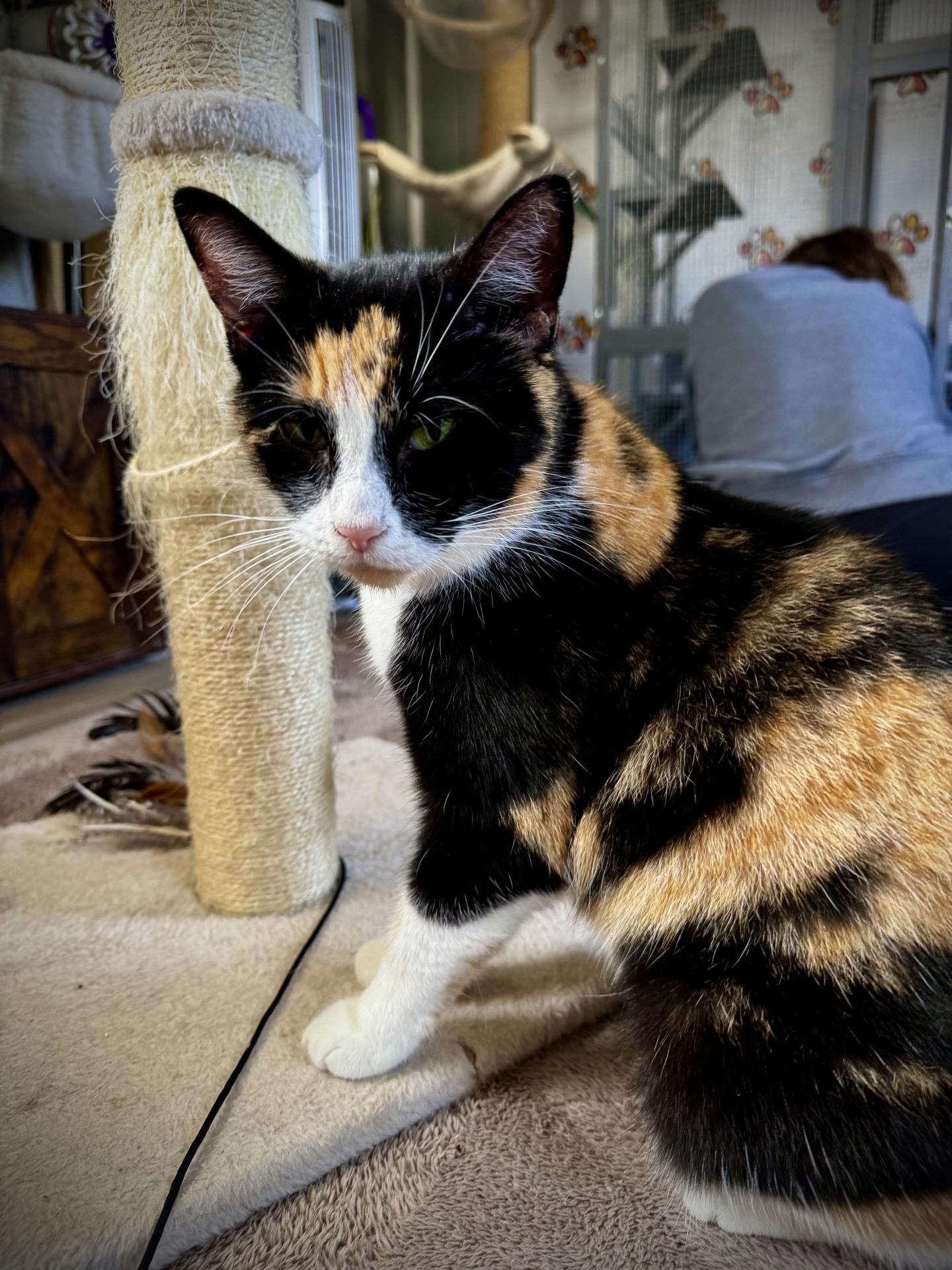 Enlarge Laurel, an adopted Calico in Greensburg, PA image 2/5
