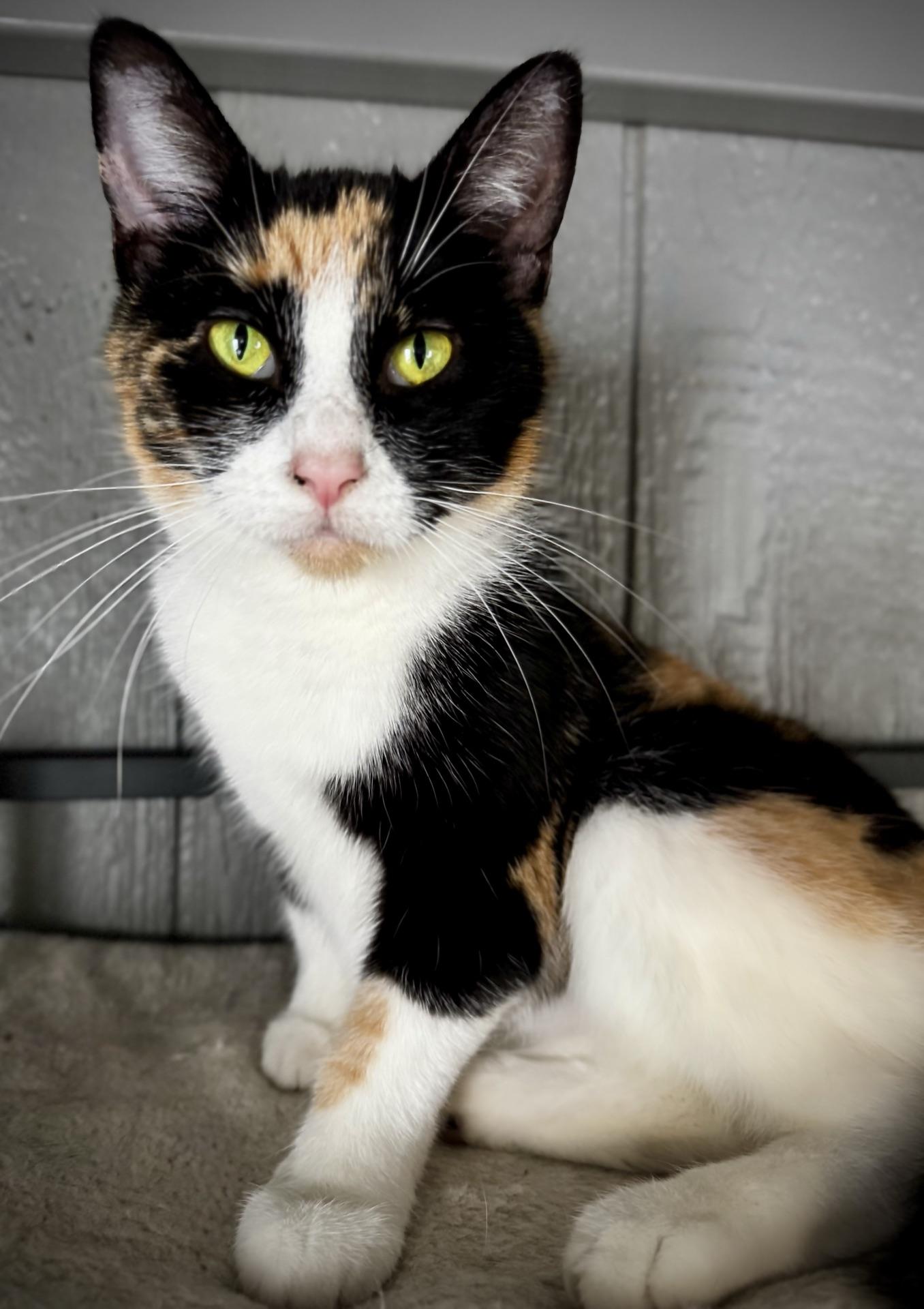 Enlarge Laurel, an adopted Calico in Greensburg, PA image 4/5