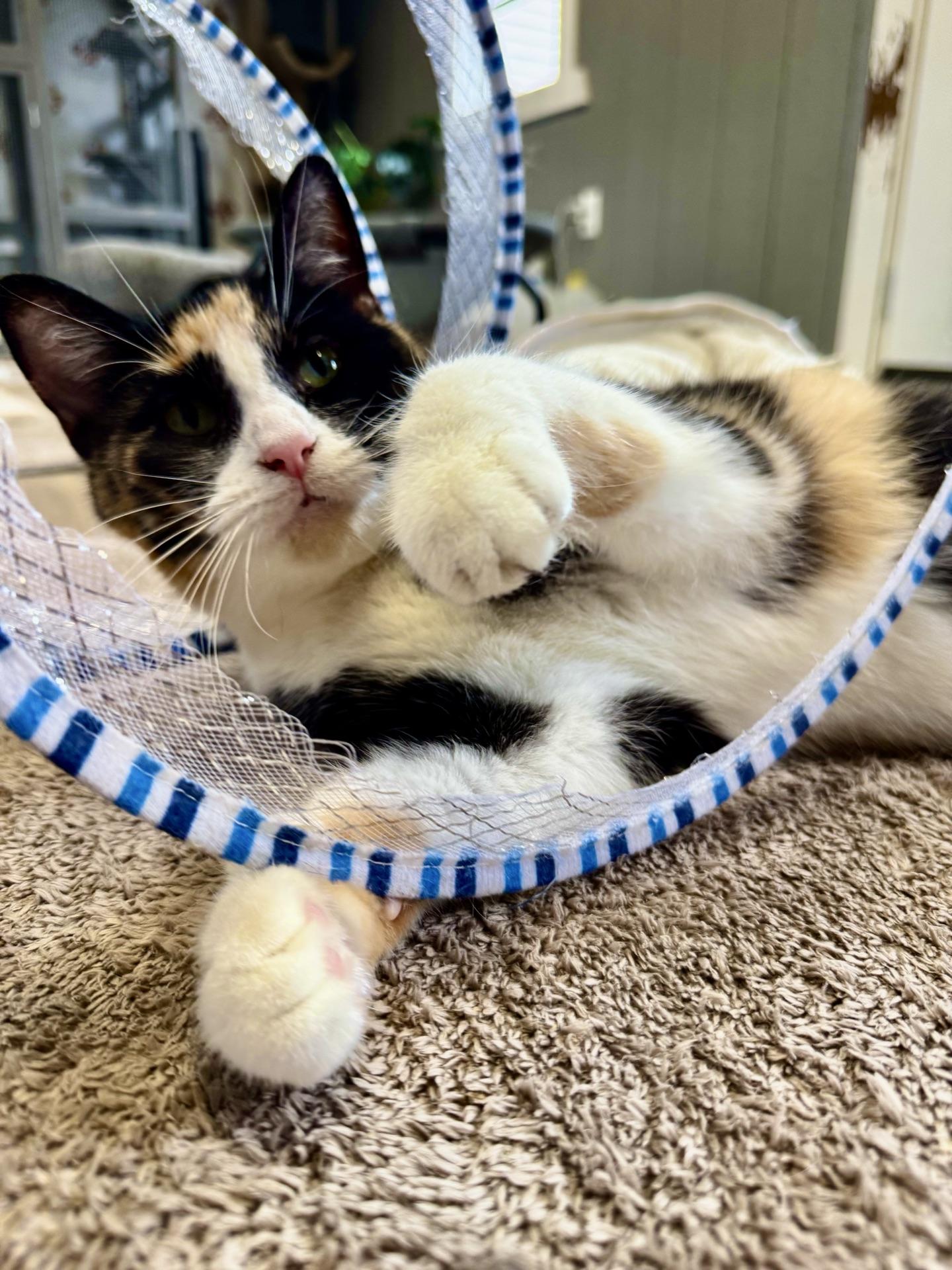 Enlarge Laurel, an adopted Calico in Greensburg, PA image 5/5