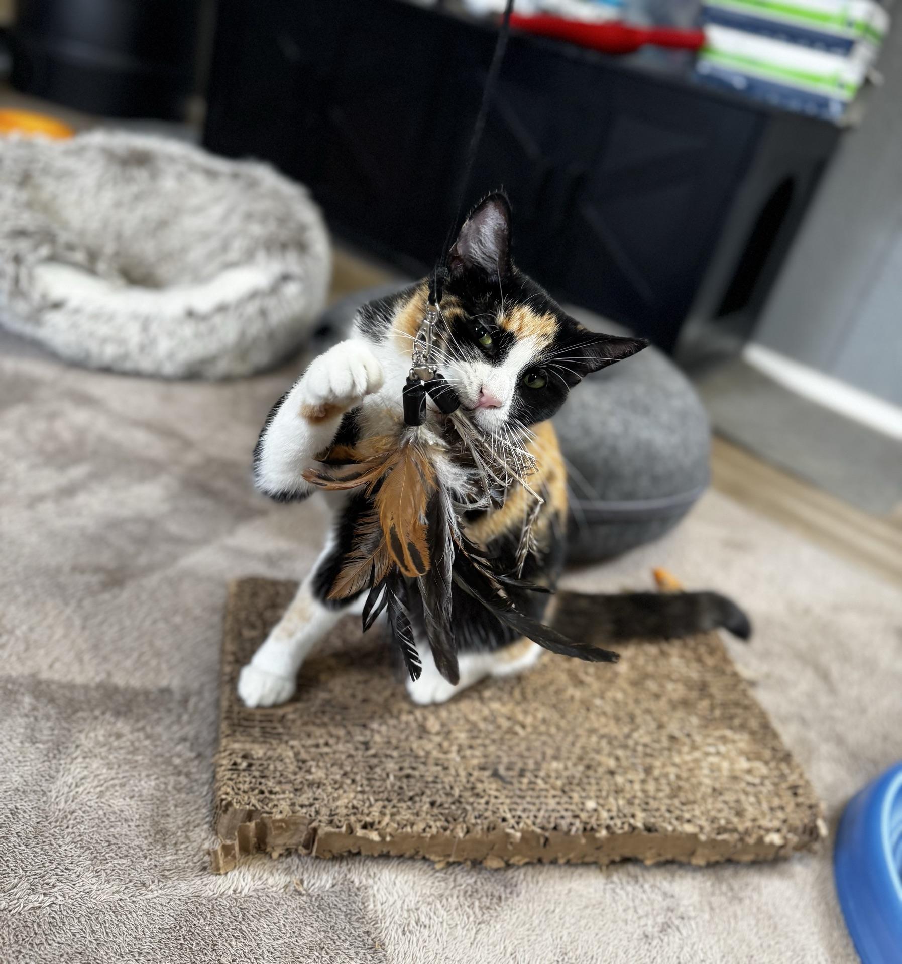 Enlarge Laurel, an adopted Calico in Greensburg, PA image 3/5