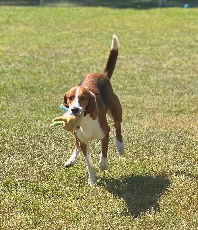 Enlarge Lagoon, a Adoptable Treeing Walker Coonhound in Burgaw, NC image 2/6
