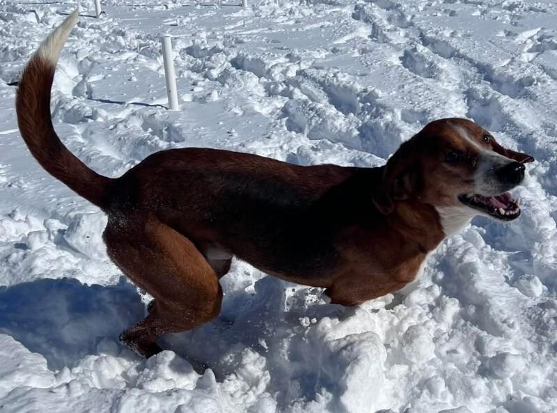 Lagoon, Adoptable, Adult Male Treeing Walker Coonhound.