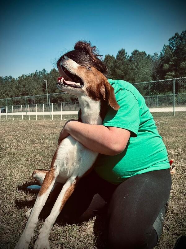 Enlarge Lagoon, a Adoptable Treeing Walker Coonhound in Burgaw, NC image 3/6