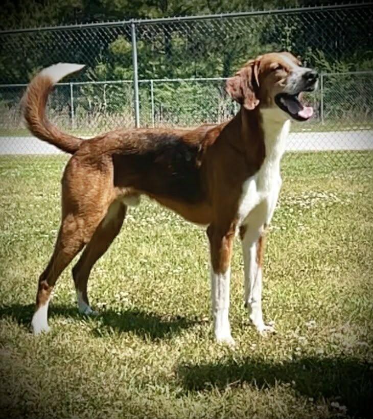 Enlarge Lagoon, a Adoptable Treeing Walker Coonhound in Burgaw, NC image 4/6
