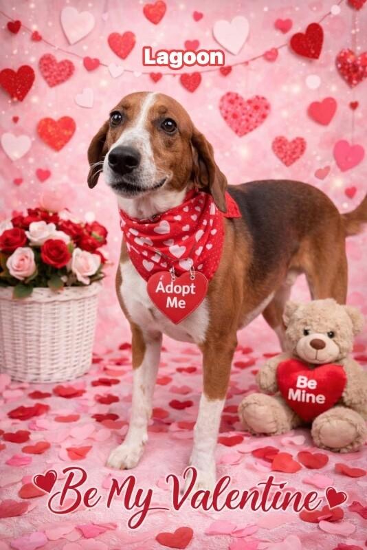 Enlarge Lagoon, a Adoptable Treeing Walker Coonhound in Burgaw, NC image 2/4