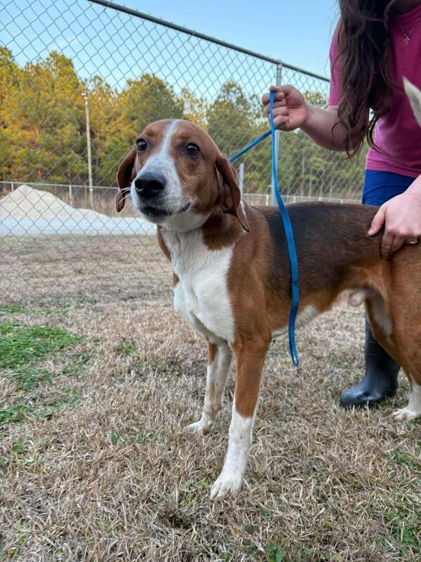 lagoon, Adoptable, Adult Male Treeing Walker Coonhound.