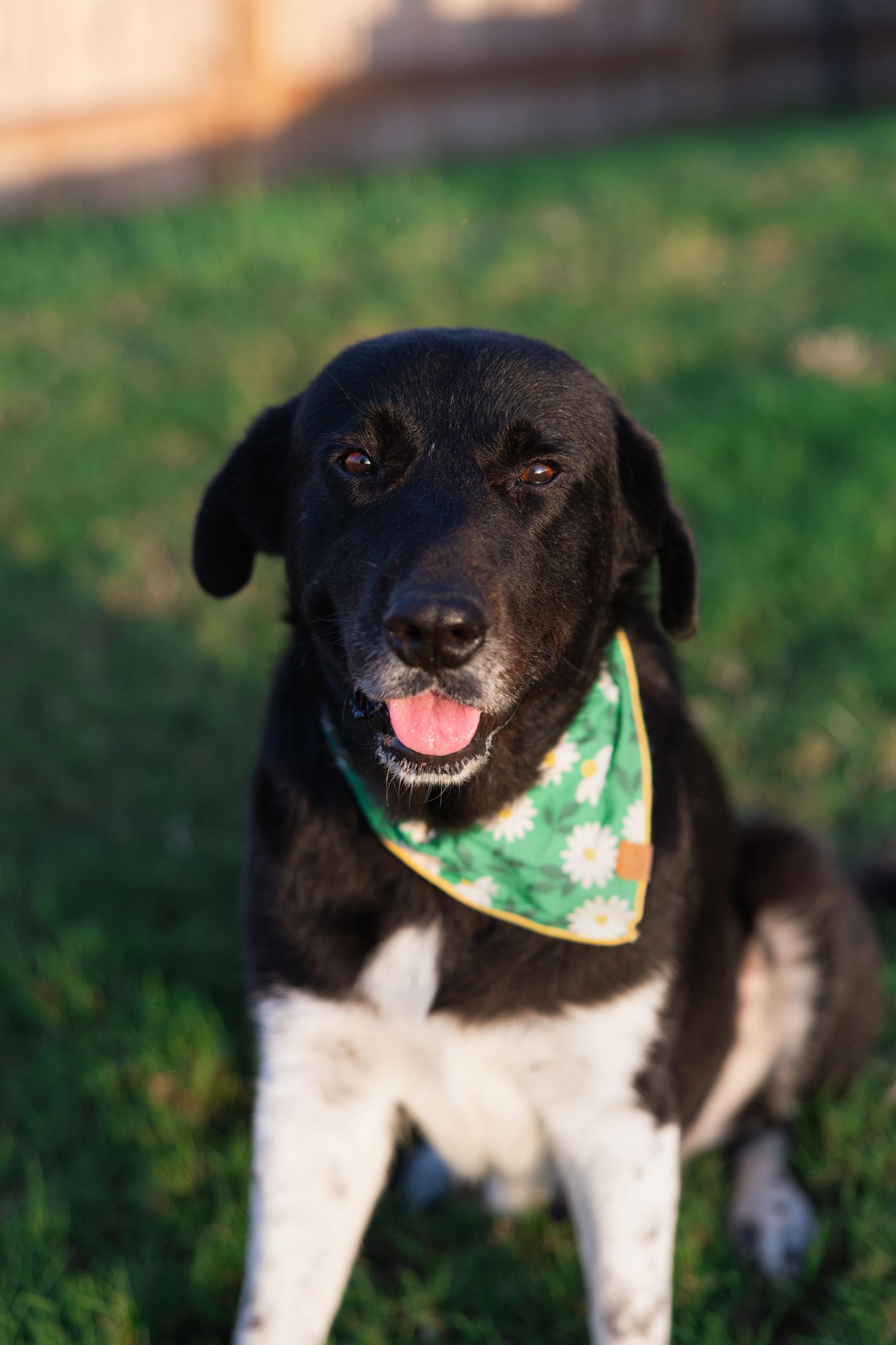 Enlarge Remington, a Adoptable mixed breed in Portland, OR image 3/6