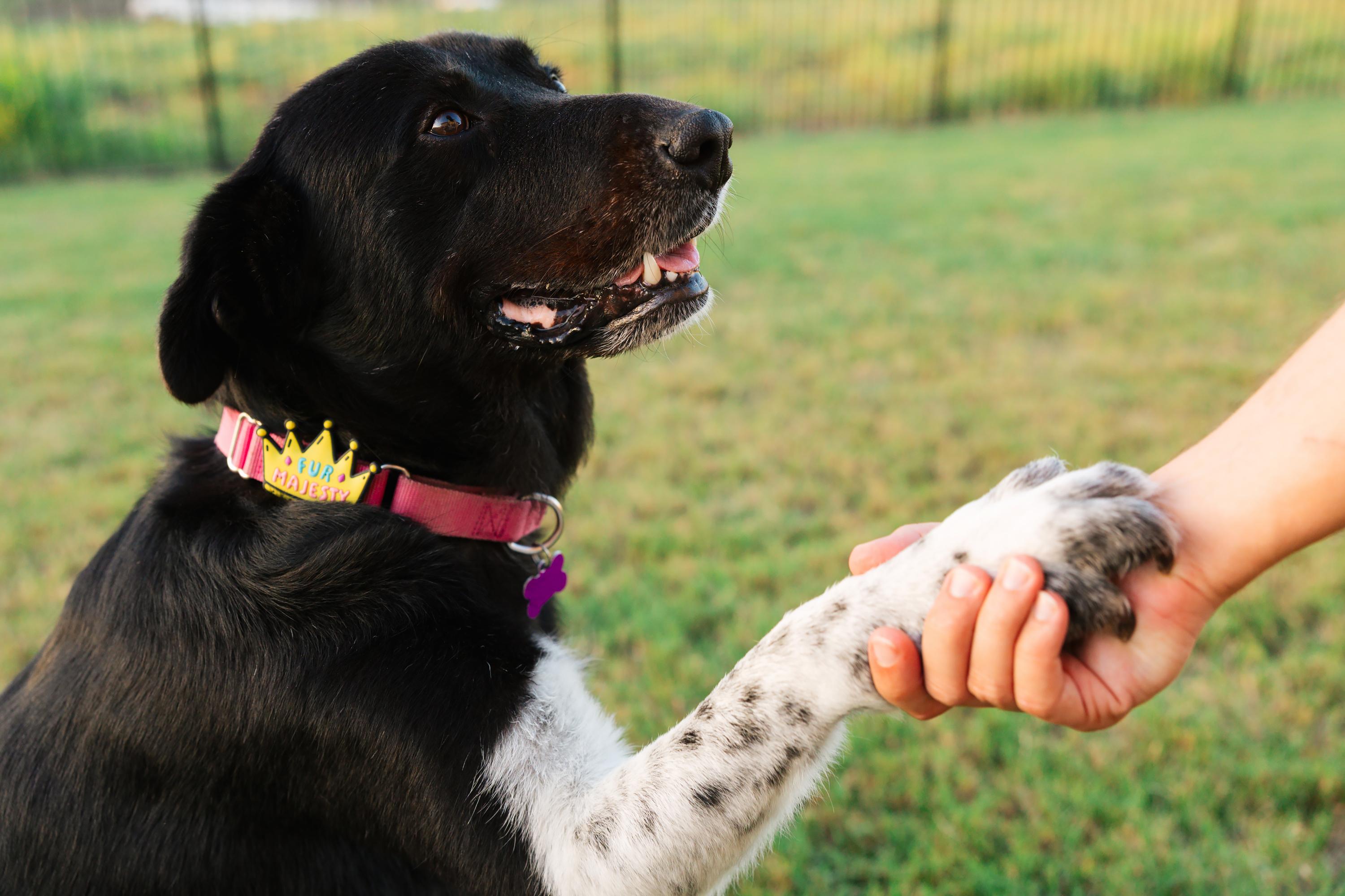 Remington, Adoptable, Senior Female Newfoundland Dog & Great Pyrenees.