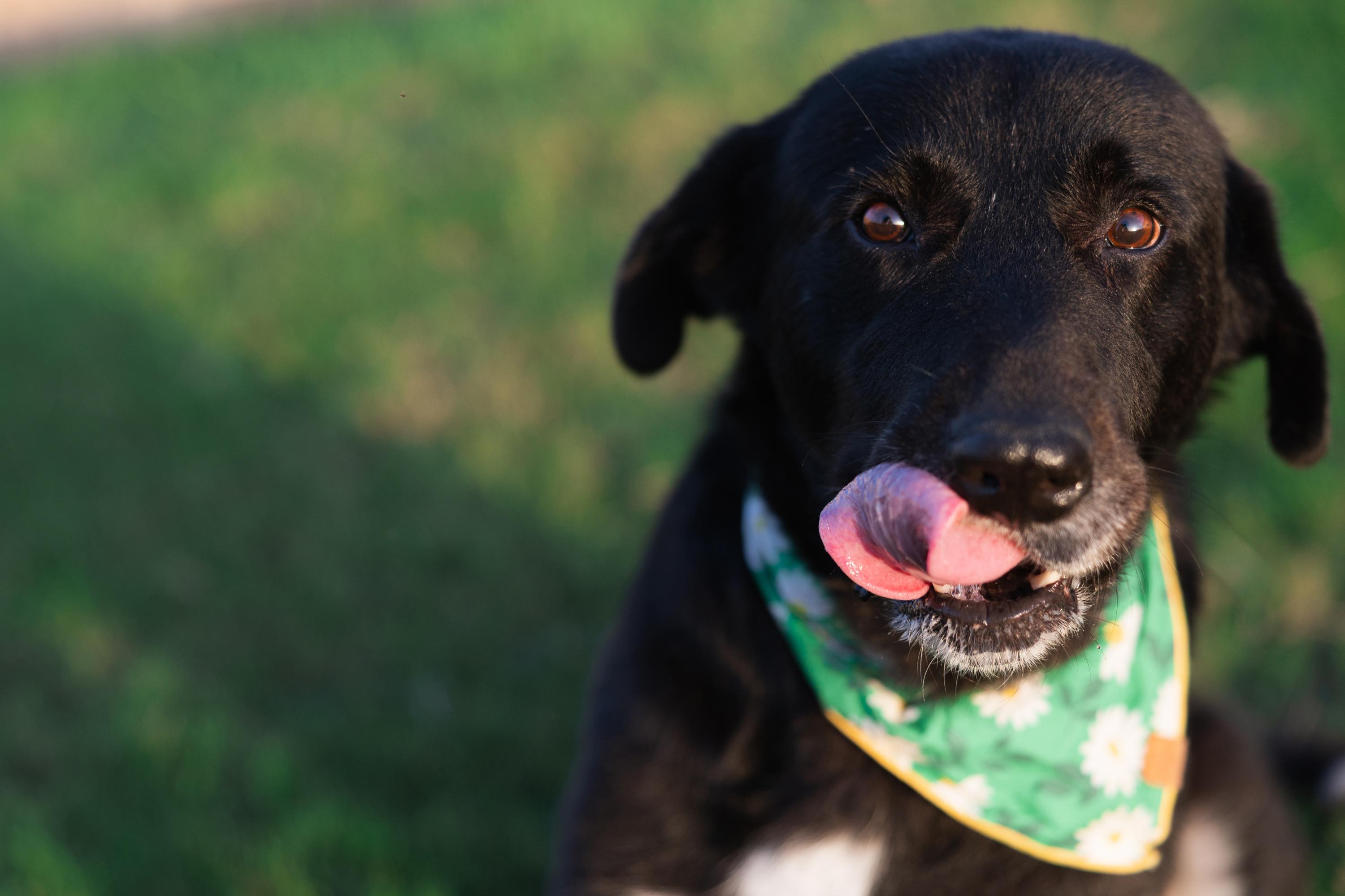 Enlarge Remington, a Adoptable mixed breed in Portland, OR image 5/6