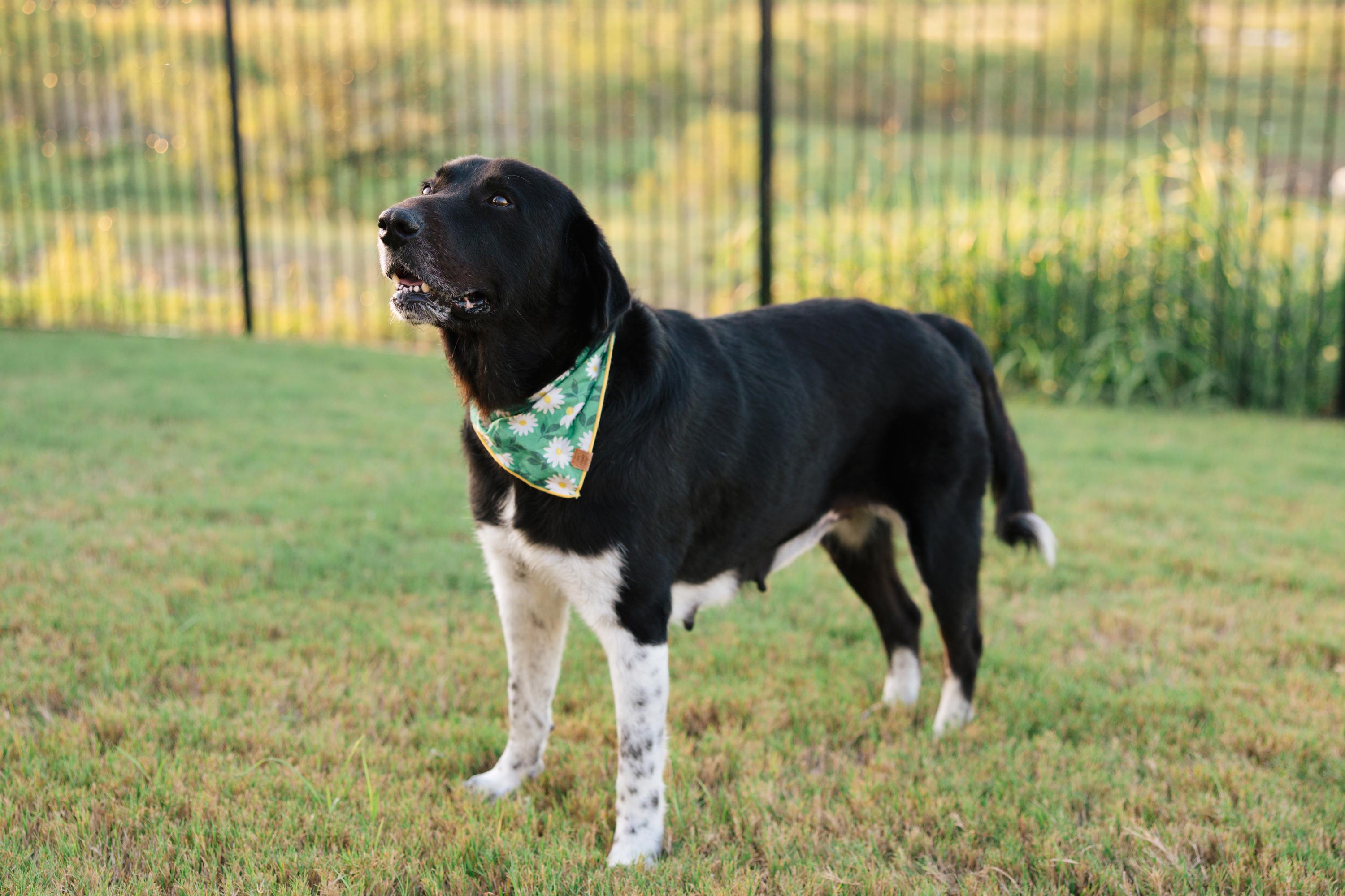 Enlarge Remington, a Adoptable mixed breed in Portland, OR image 4/6