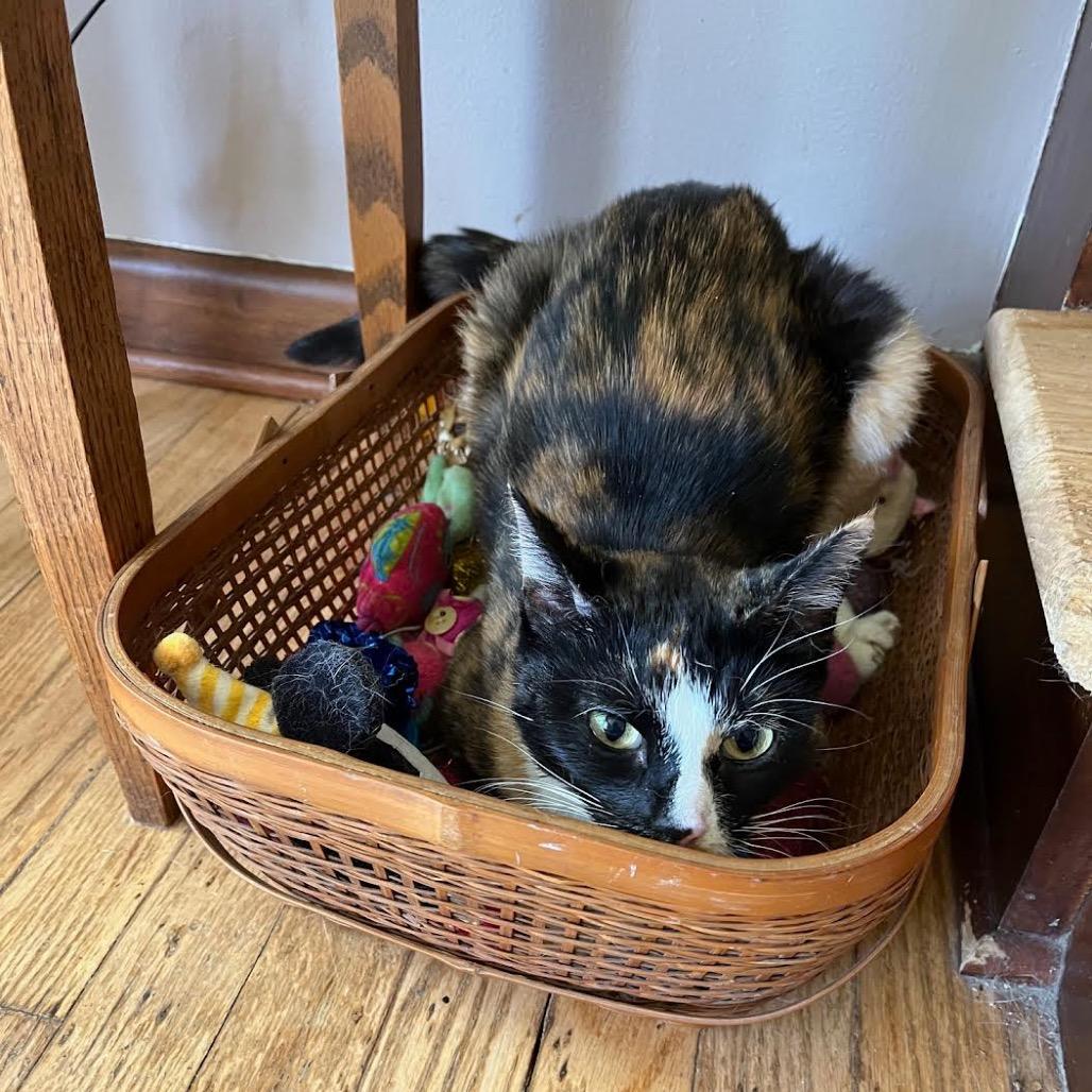 Bebe, Adoptable, Adult Female Domestic Short Hair.