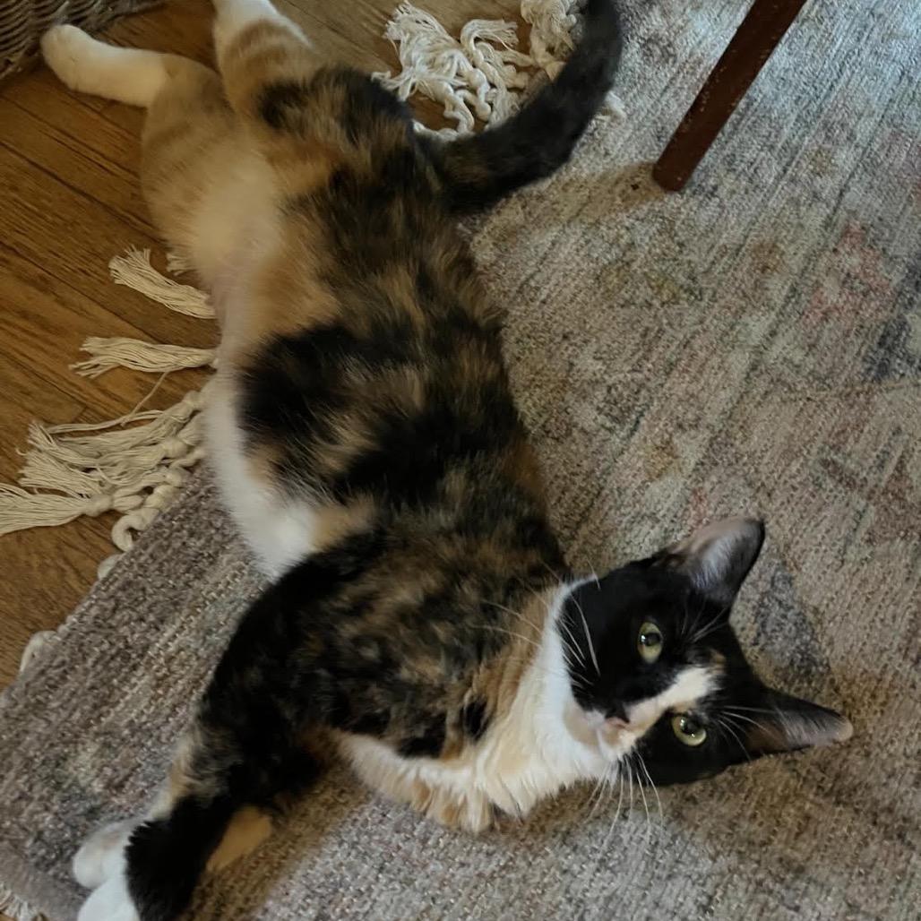 Bebe, a Adoptable Domestic Short Hair in Madison, WI image 2/6