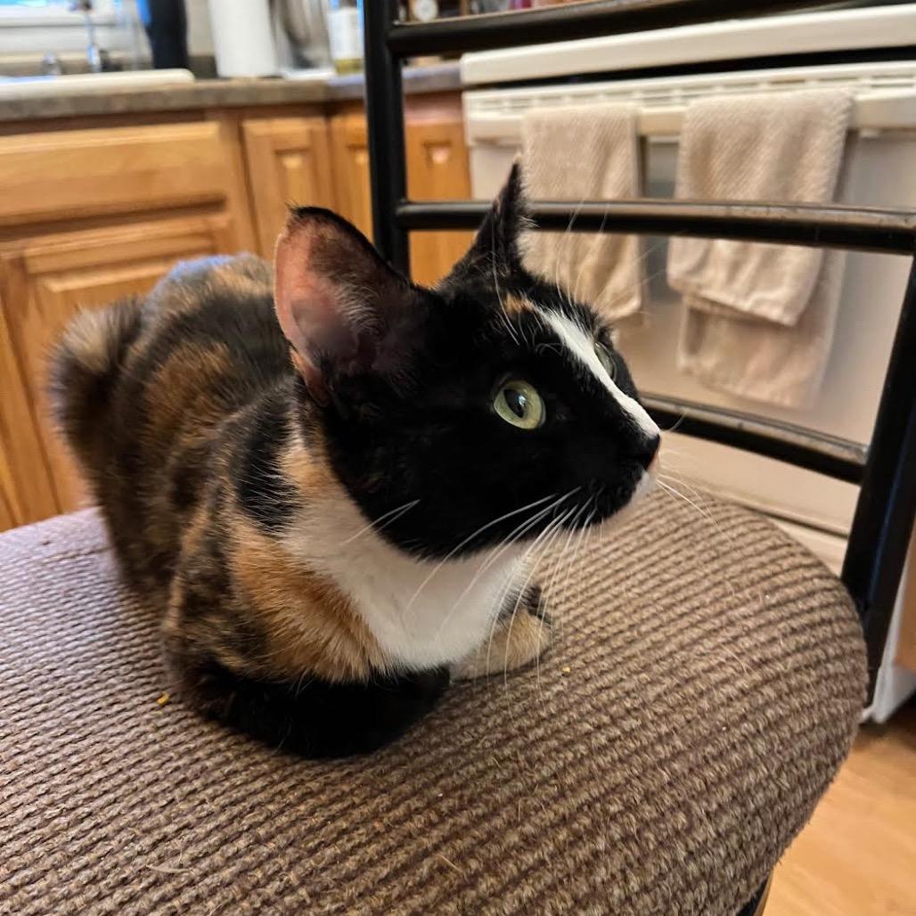 Bebe, a Adoptable Domestic Short Hair in Madison, WI image 3/6