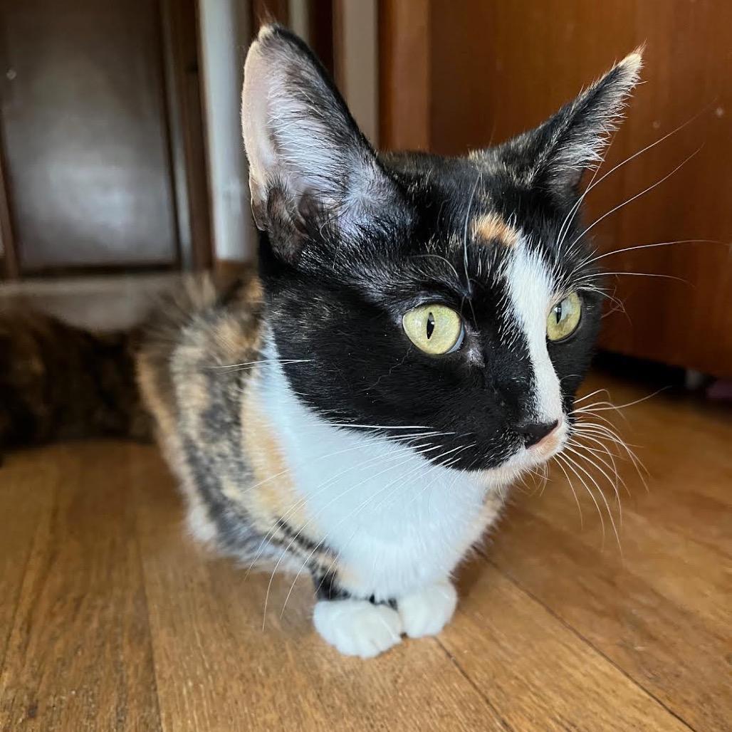 Enlarge Bebe, a Adoptable Domestic Short Hair in Madison, WI image 2/6