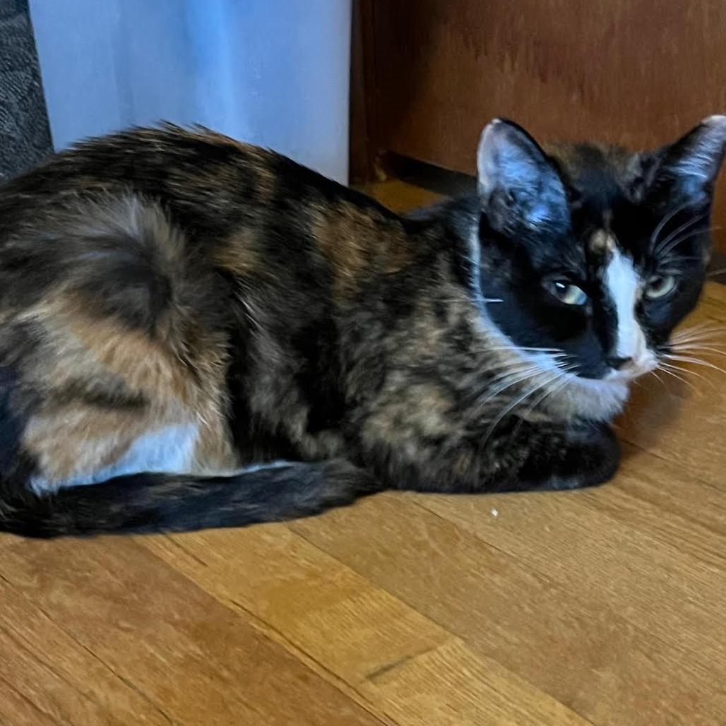 Enlarge Bebe, a Adoptable Domestic Short Hair in Madison, WI image 3/6