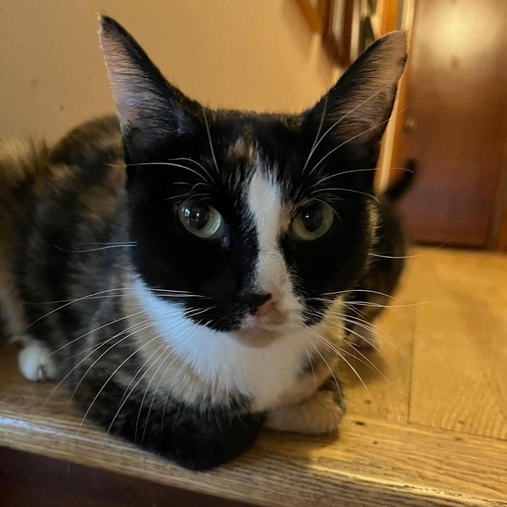 Enlarge Bebe, a Adoptable Domestic Short Hair in Madison, WI image 4/6