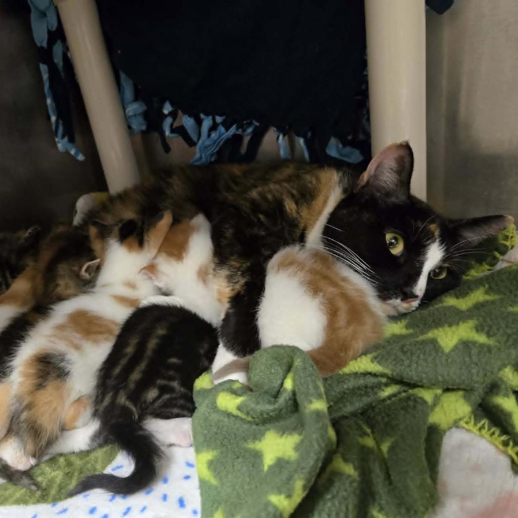 Enlarge Bebe, a Adoptable Domestic Short Hair in Madison, WI image 5/6