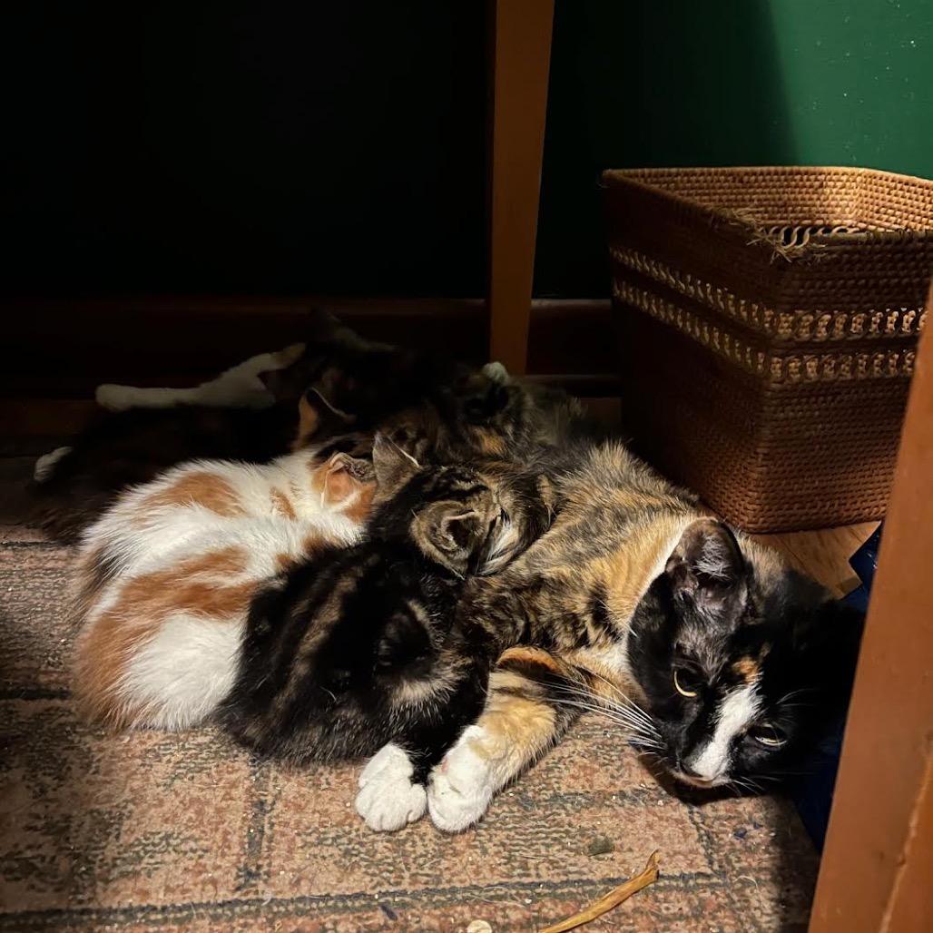 Enlarge Bebe, a Adoptable Domestic Short Hair in Madison, WI image 6/6