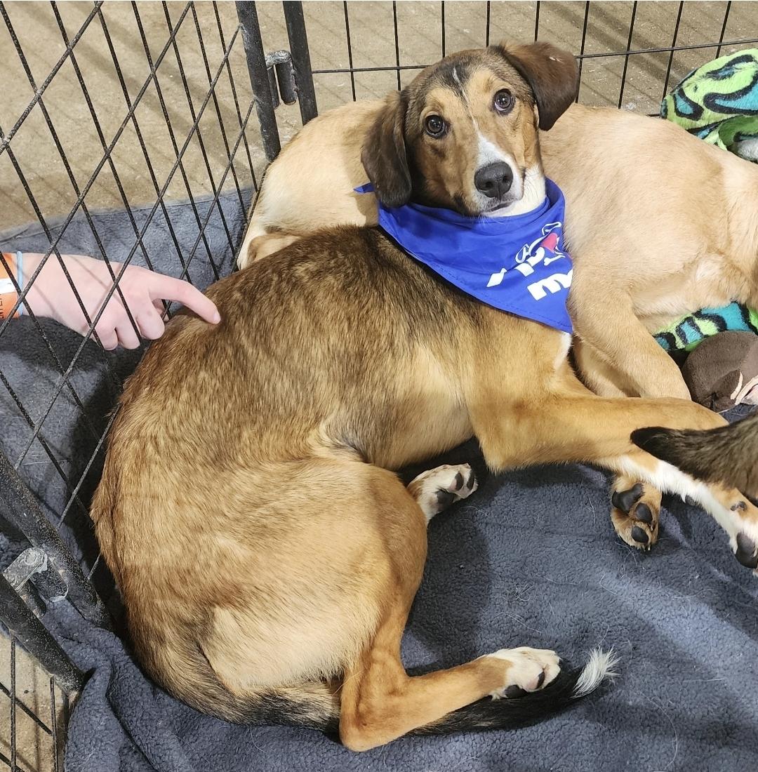 Sleepy, a Adoptable mixed breed in Wheelersburg, OH image 1/2